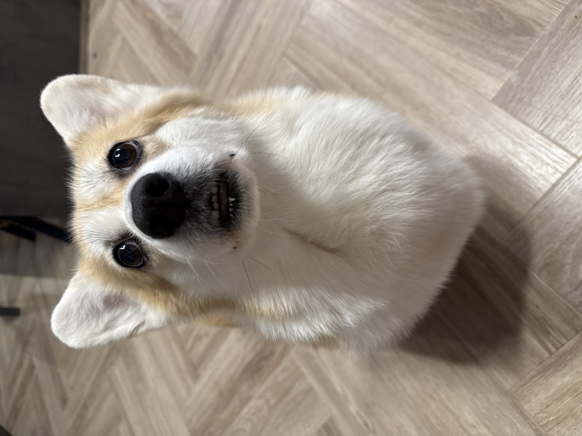 Corgi dog observed indoors in Krasnoyarsk, Russia