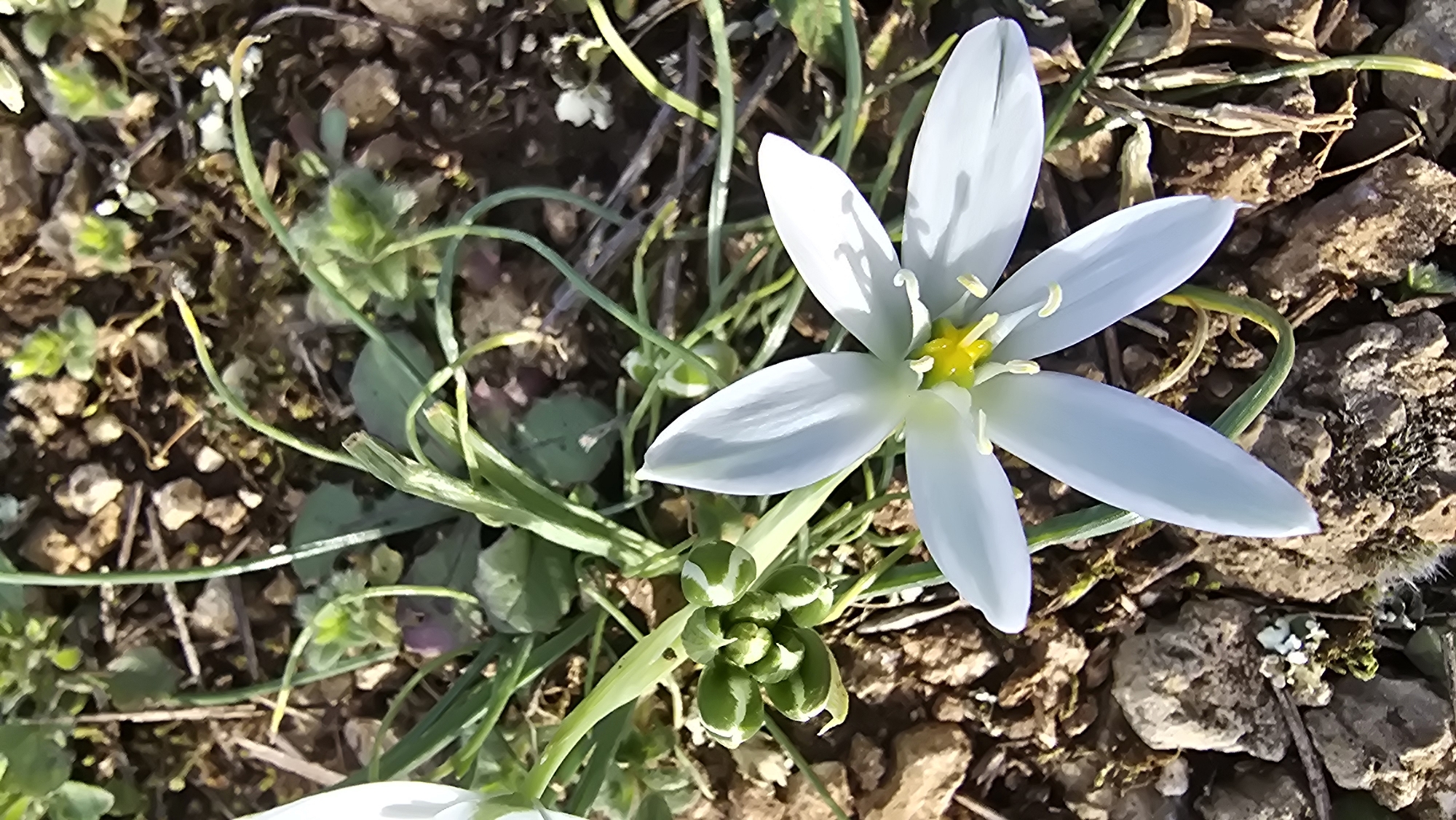 White flower blooms in sparse ground vegetation in Lovech