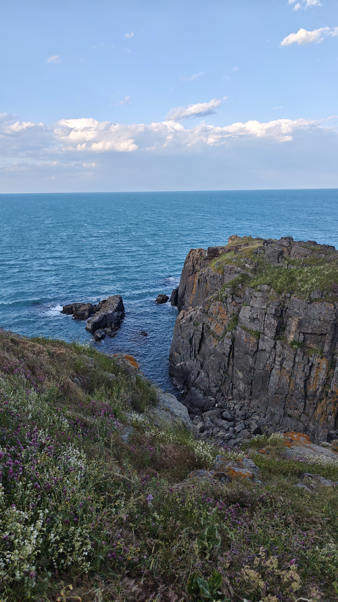 Coastal wildflower meadows and cliffs documented in Sozopol, Bulgaria