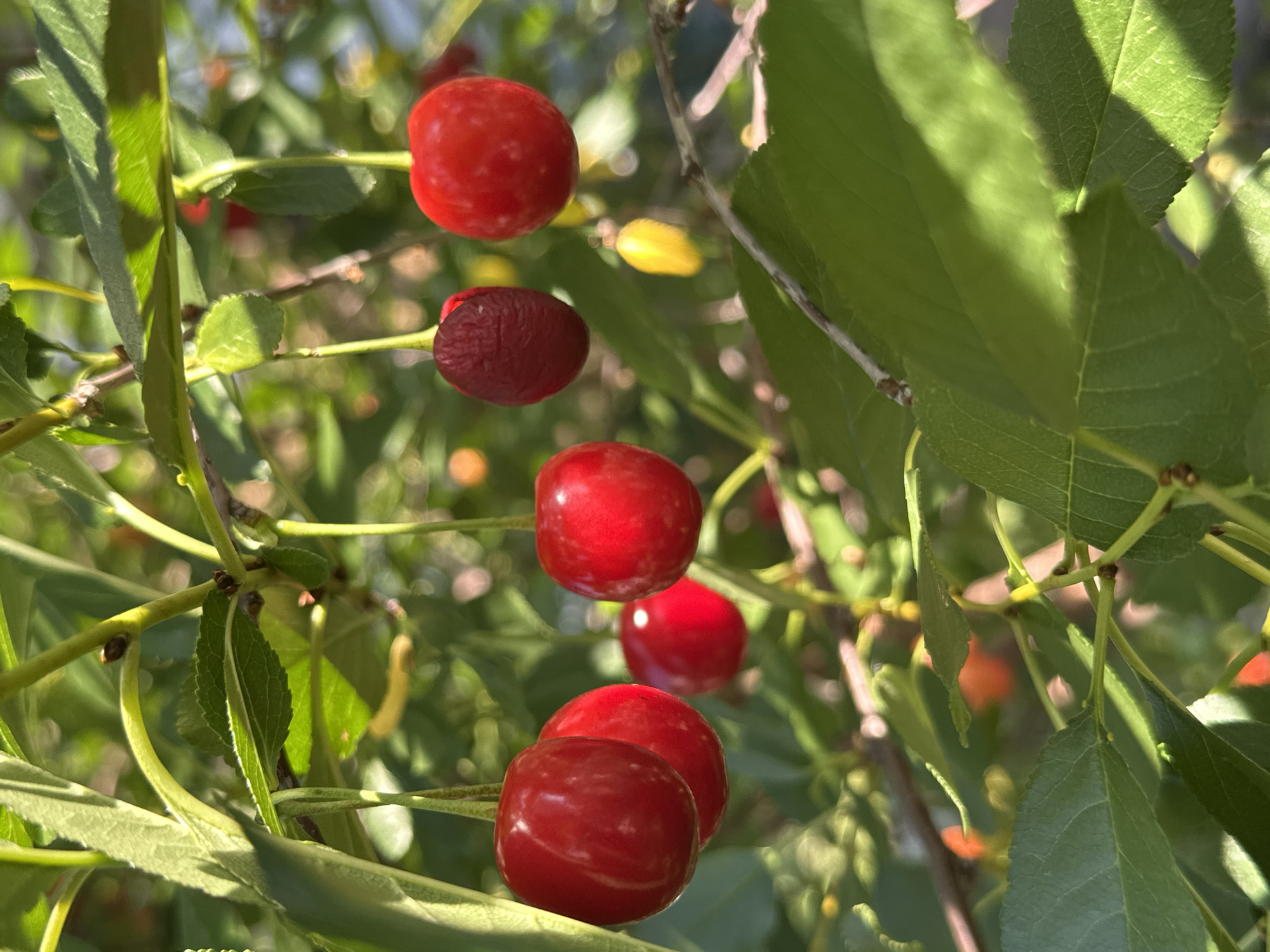 Summer garden in McMasterville: ripe fruit, wildflowers, and folk art