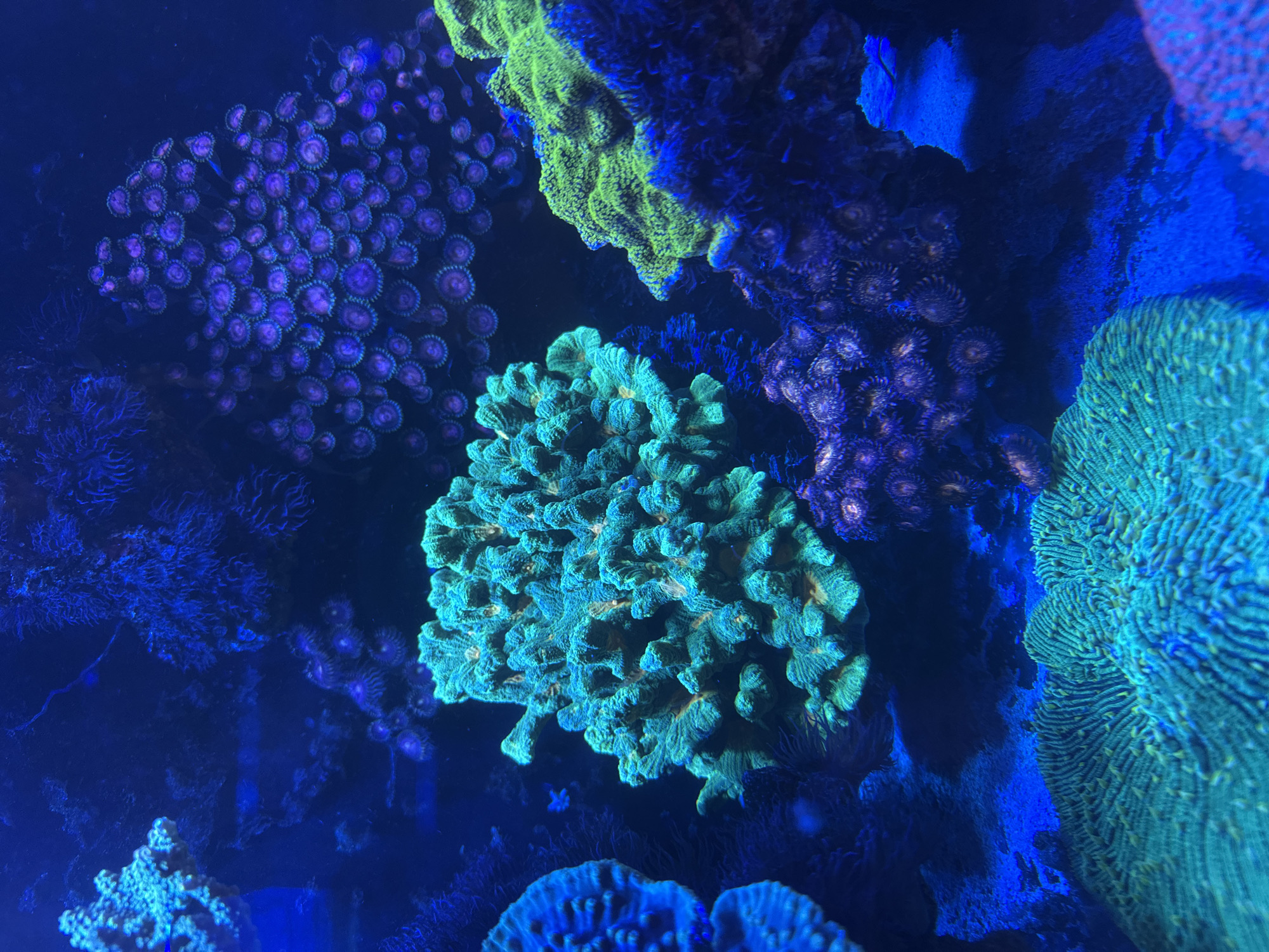Tropical fish activity documented at Puebla aquarium exhibit