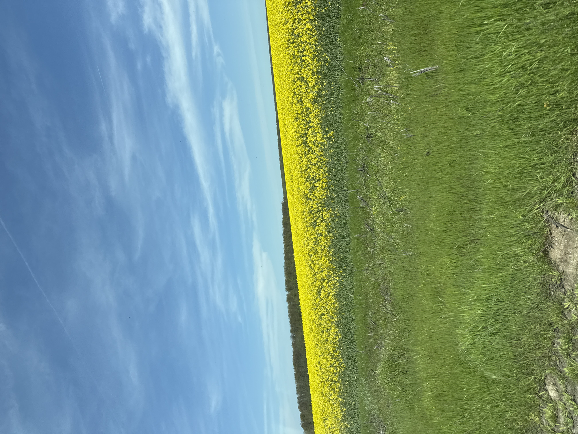 Yellow flower field observed in rural Bulgaria countryside