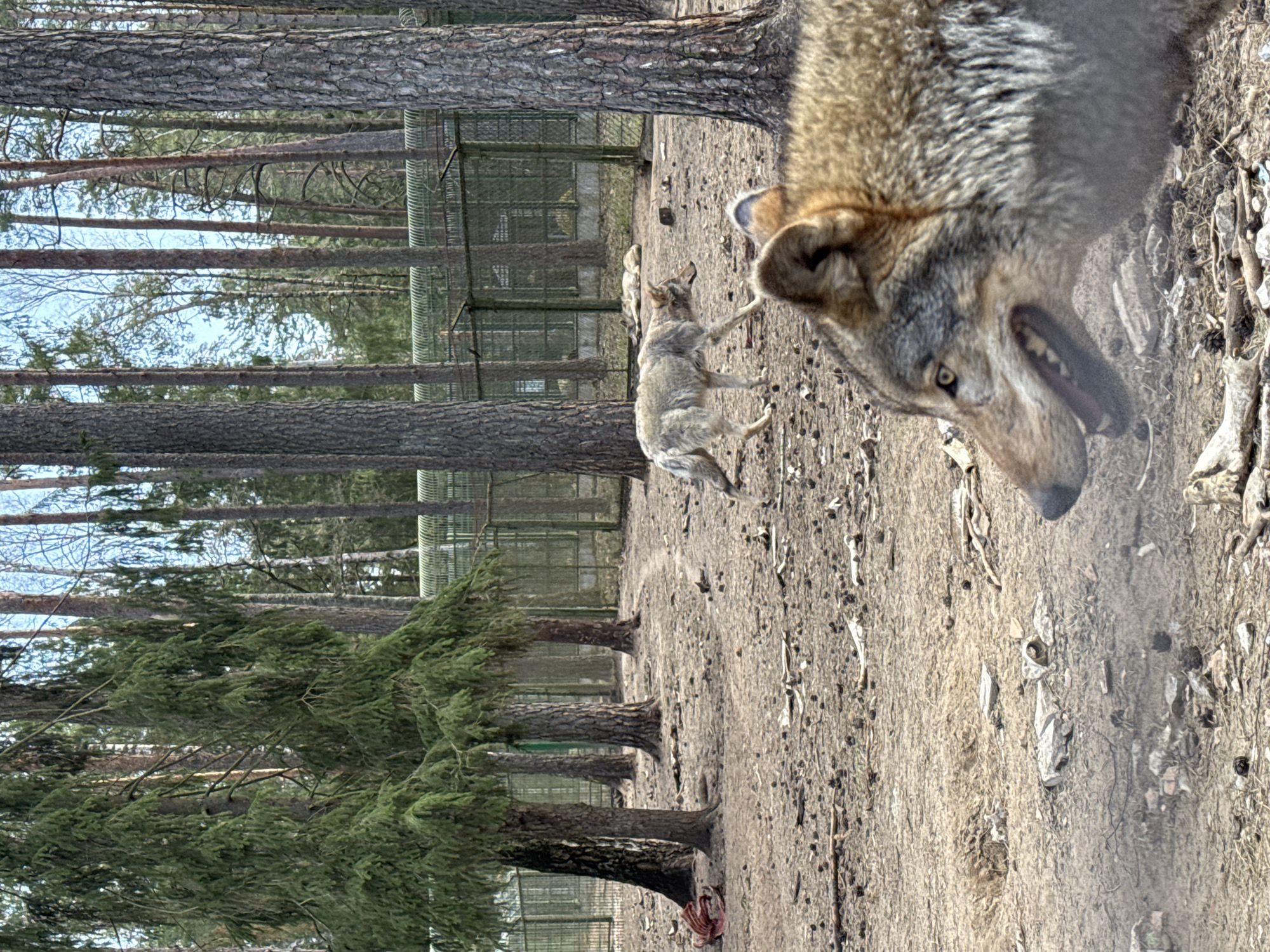 Wolf observed in zoo enclosure in rural Belarus