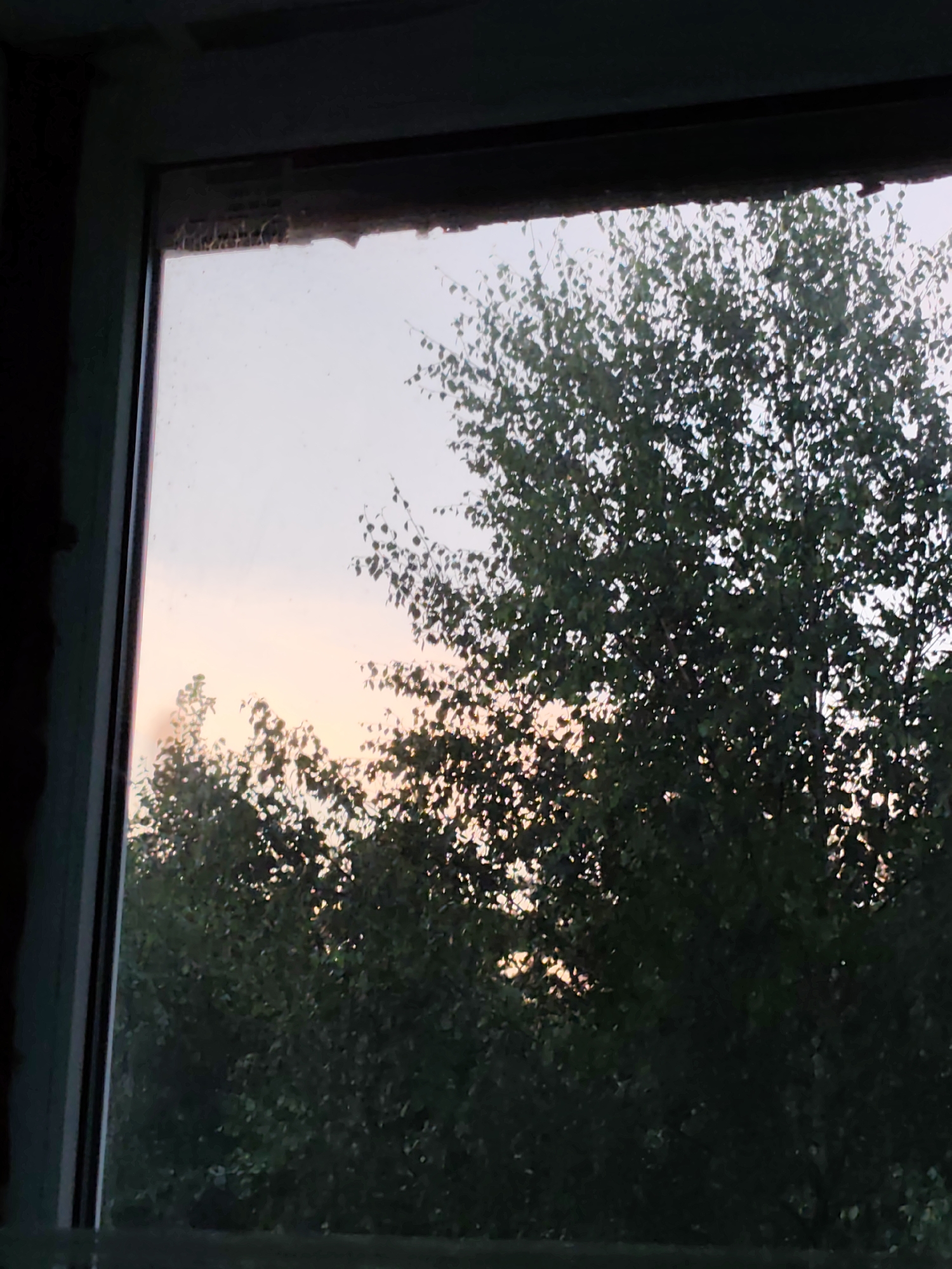 Window views of trees and sky, dusk and daylight