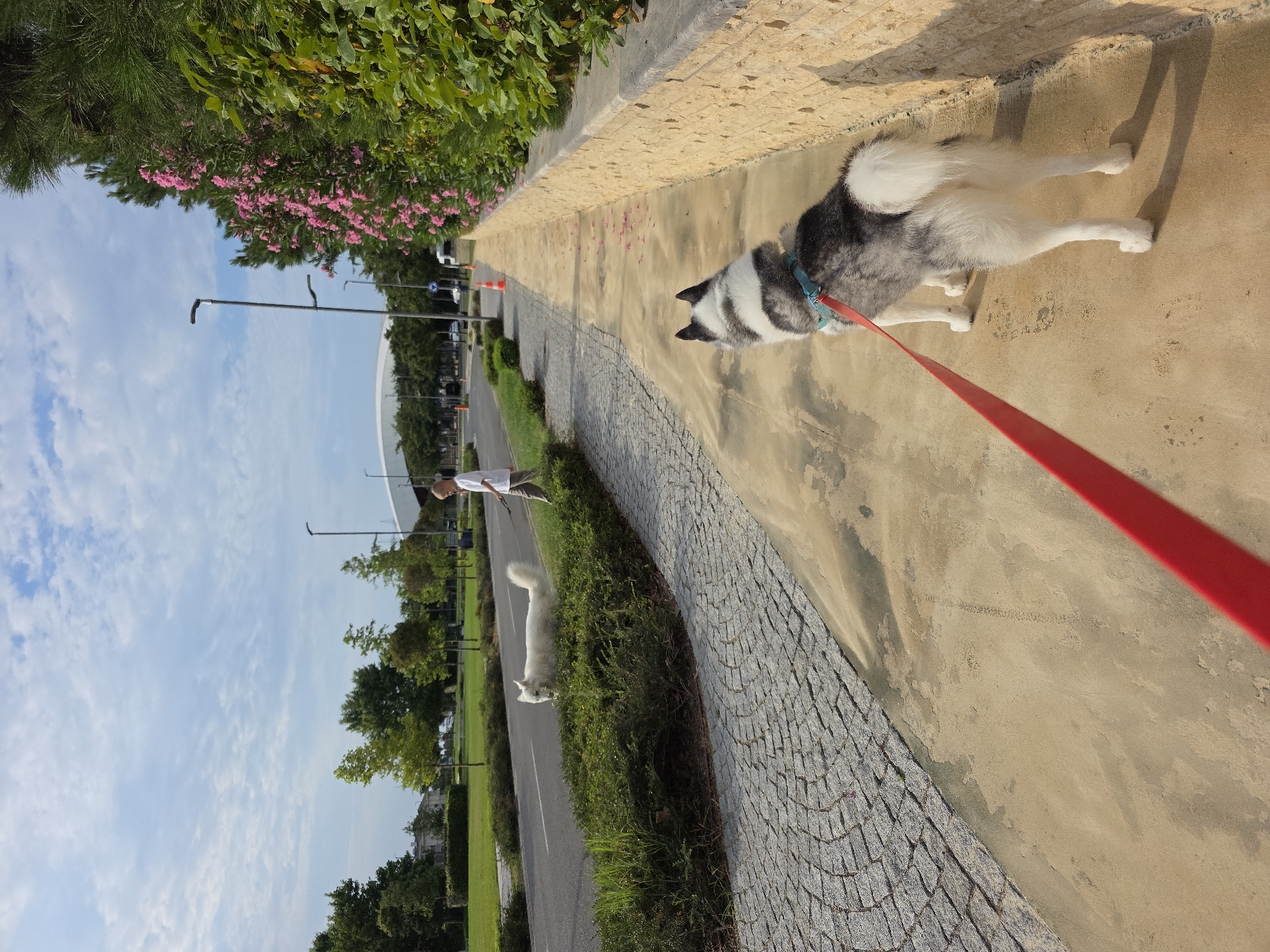 Dogs on leashes out for a walk in Surakhany Raion