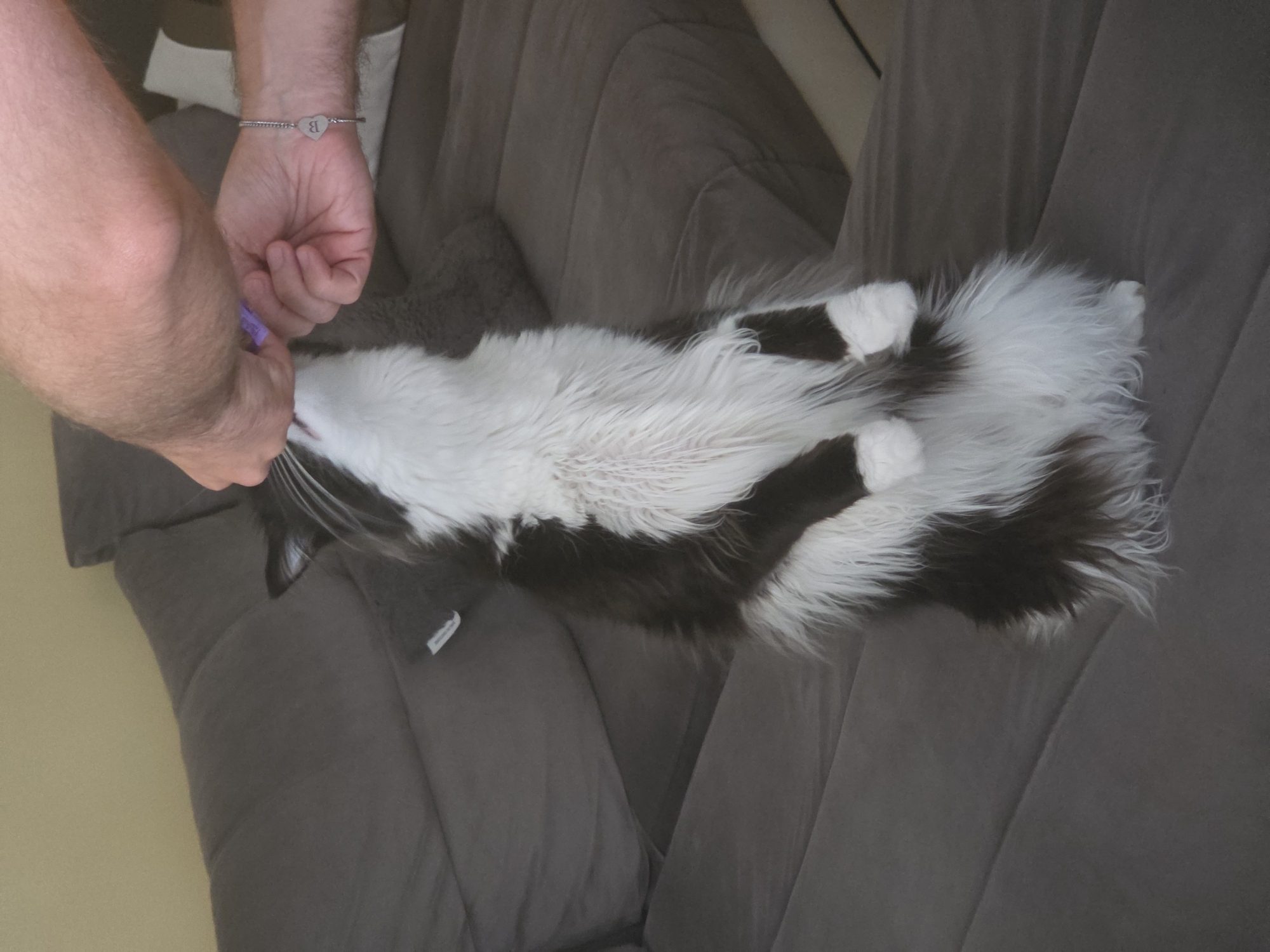 Fluffy cat stands up for a treat on the couch