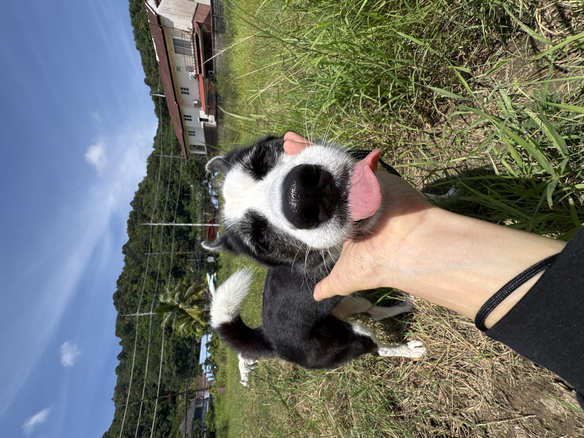 Early morning ride through Karon with dogs, shrines, and street life
