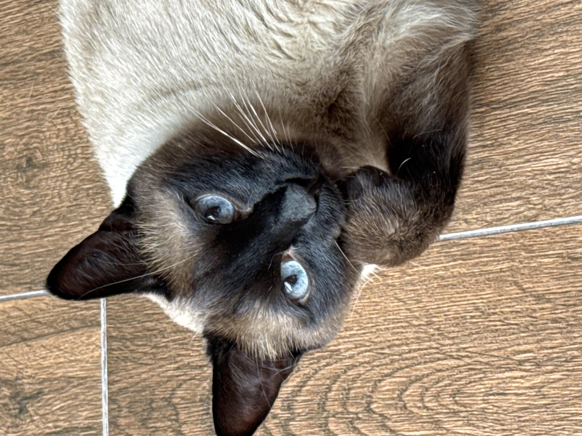 Siamese cat photographed in multiple poses in Steklyannyi, Russia