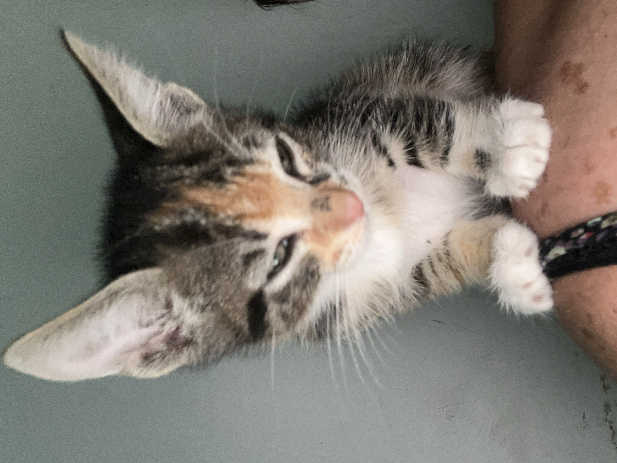 Tabby kitten documented in multiple indoor locations in Arica