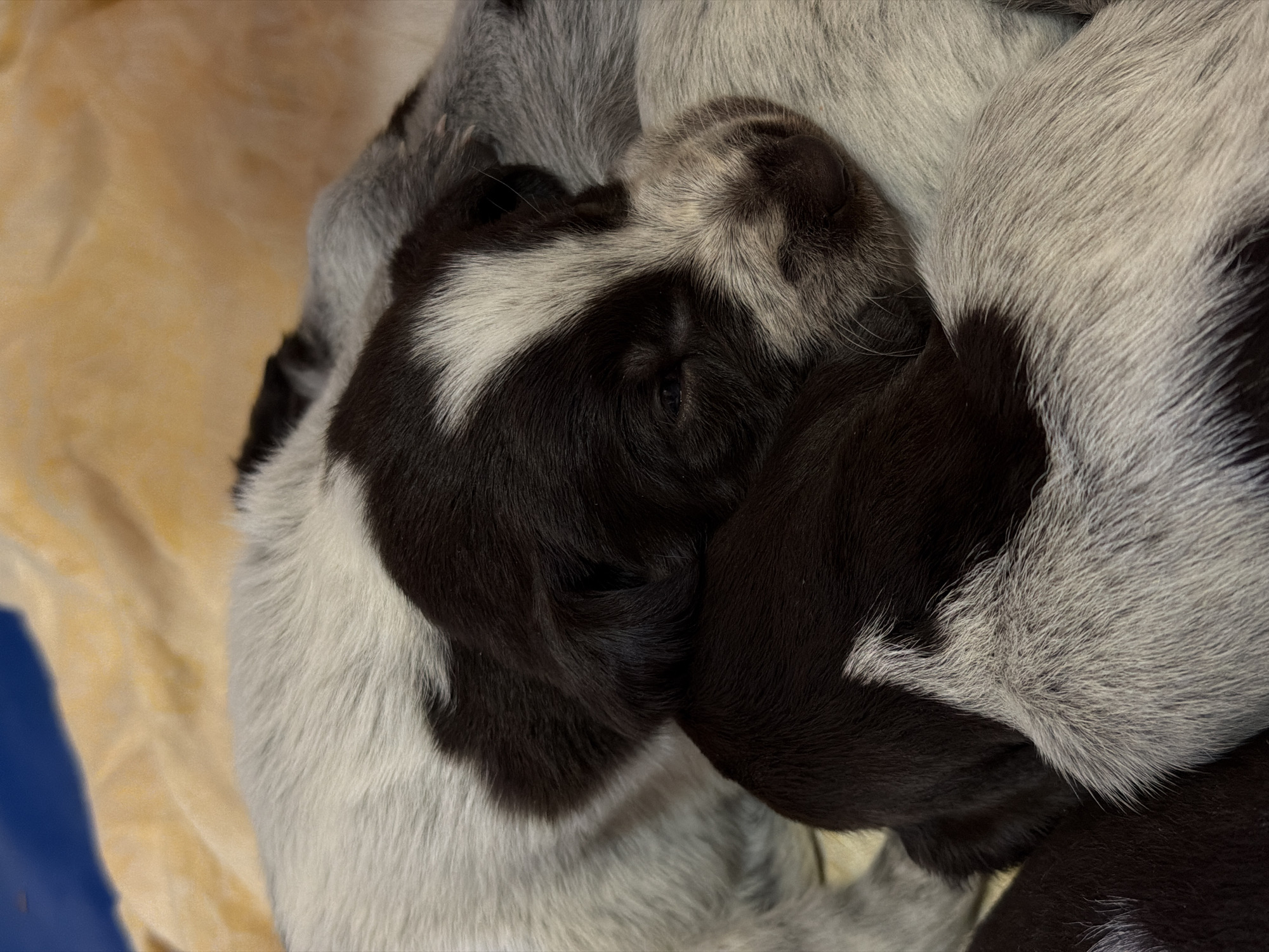 Newborn puppies sleep peacefully together in Khimki, Russia