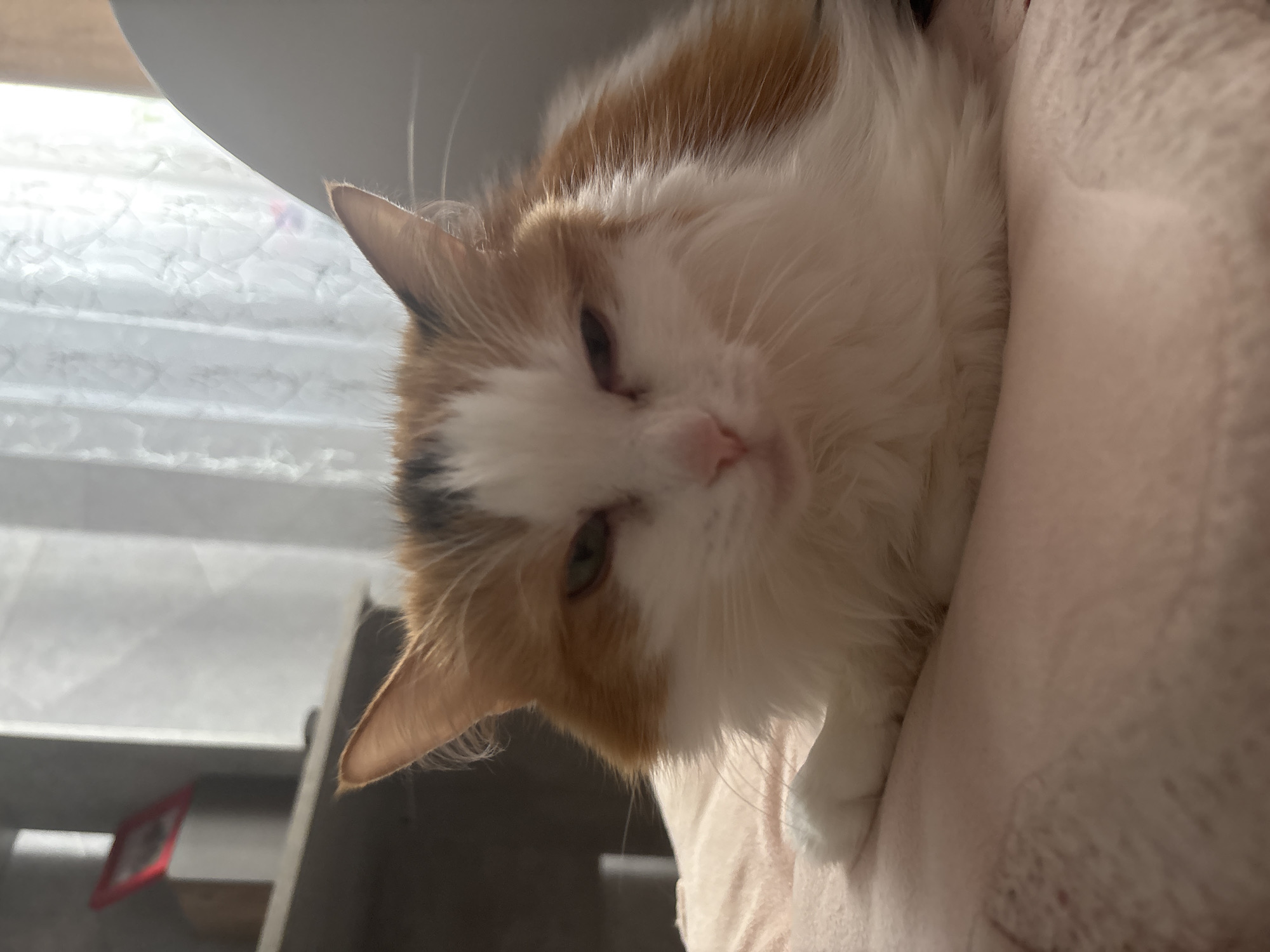 Calico cat observed resting indoors in Noviy, Russia