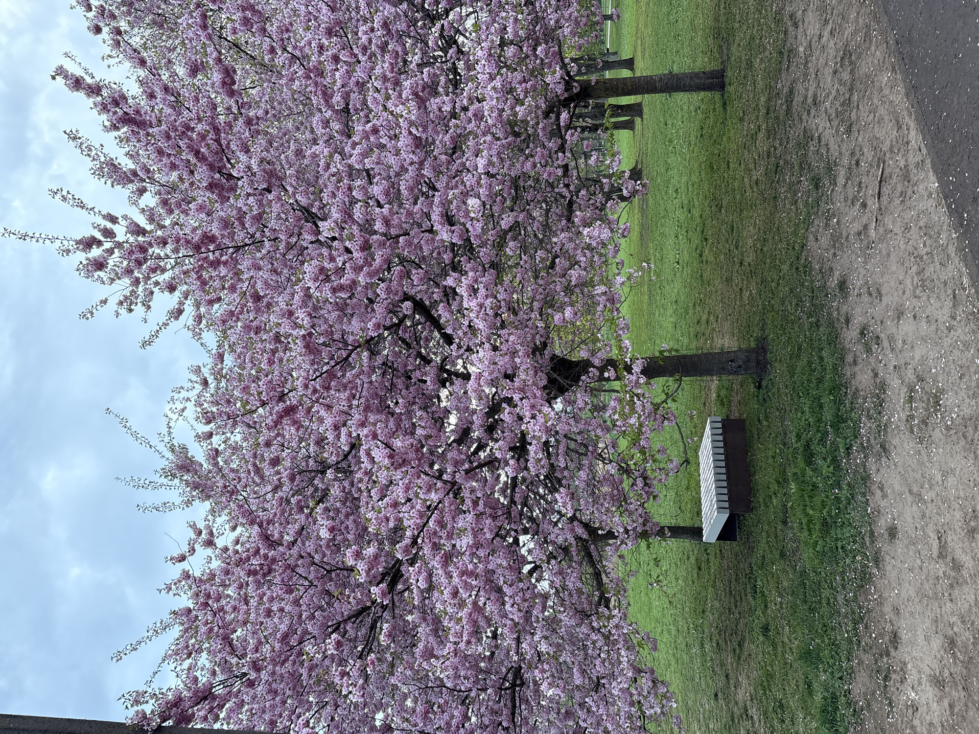 Cherry blossoms peak bloom draws visitors to Riga park