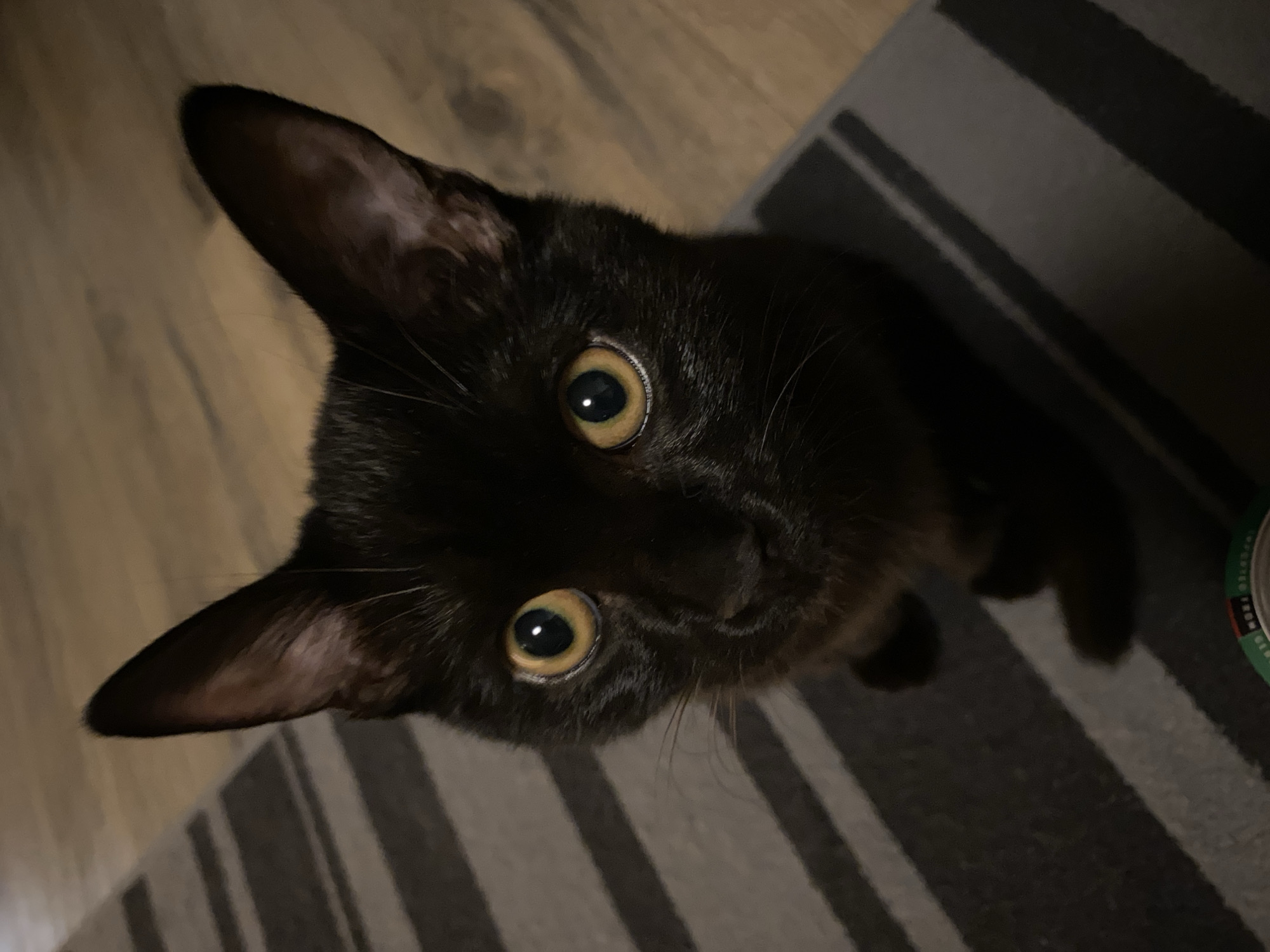 Chaikovsky resident documents cat, novelty items during evening