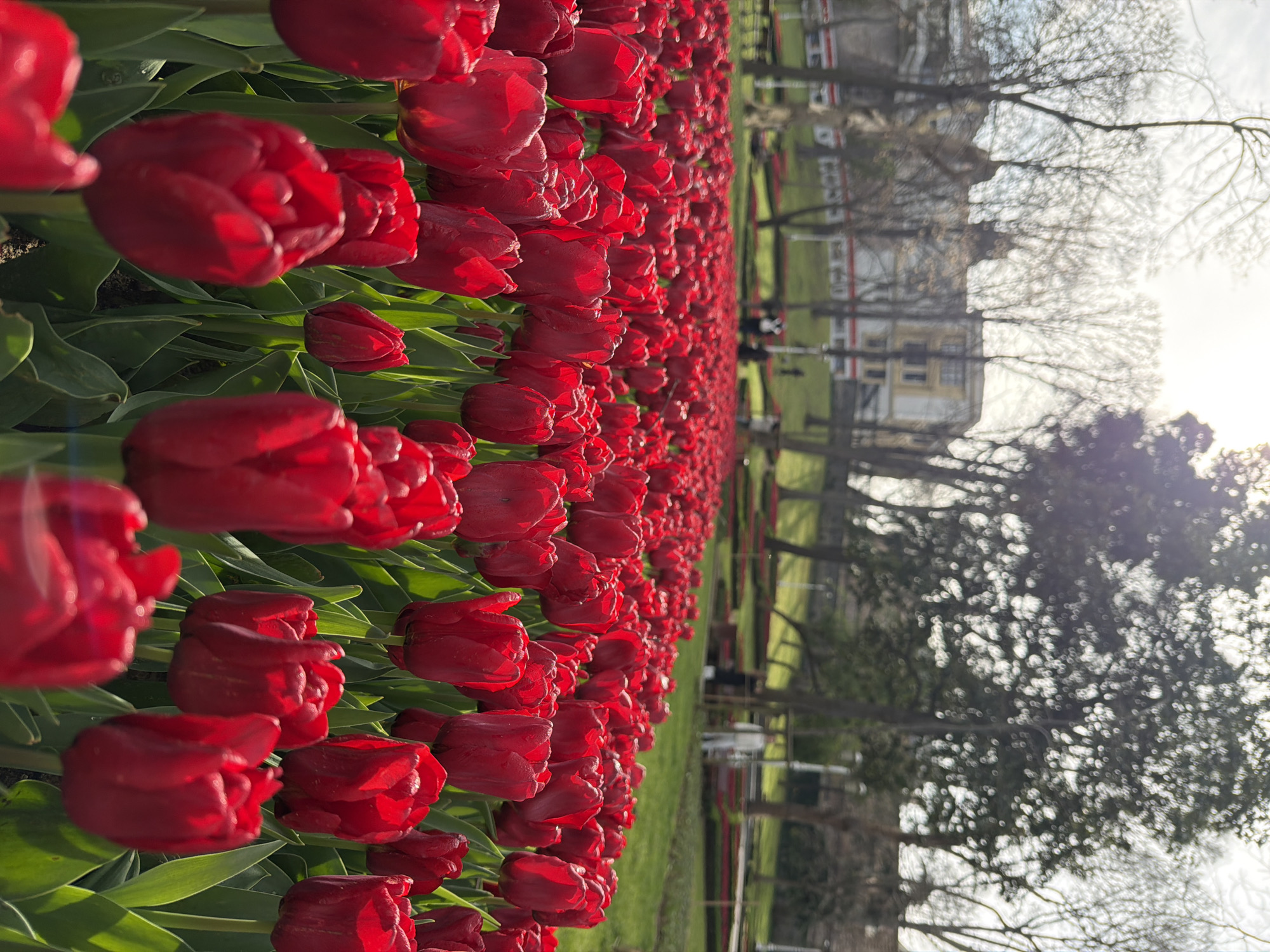Morning spring scenes captured across Istanbul tulip gardens and streets