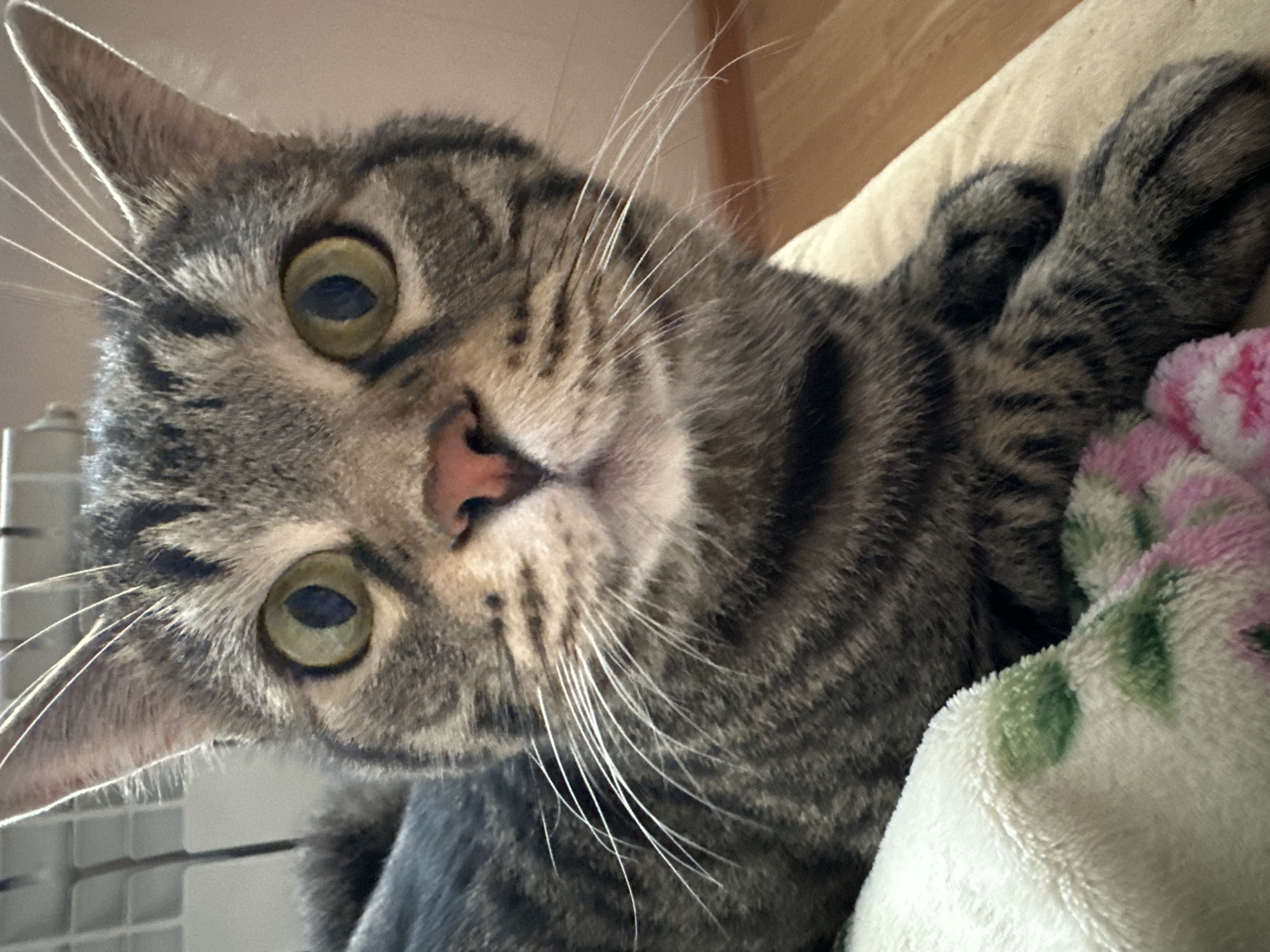 Tabby cat observed in morning domestic scenes, Stavropol Russia