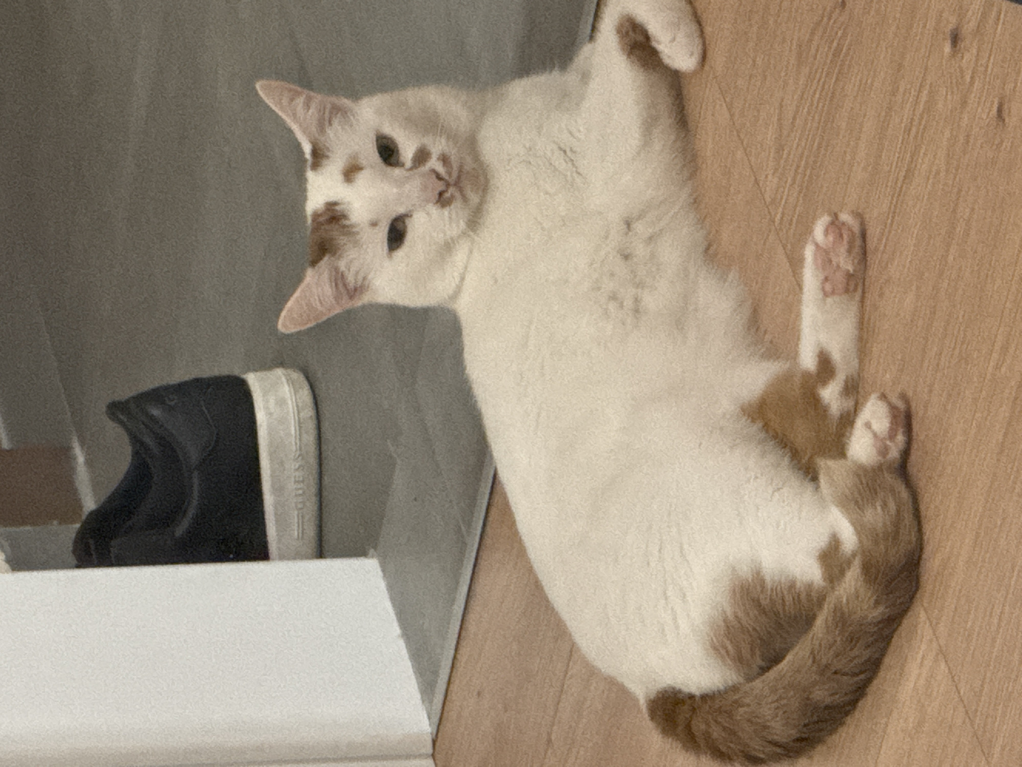 Quiet evening moment with cat and bathrobe-clad person in Sofia
