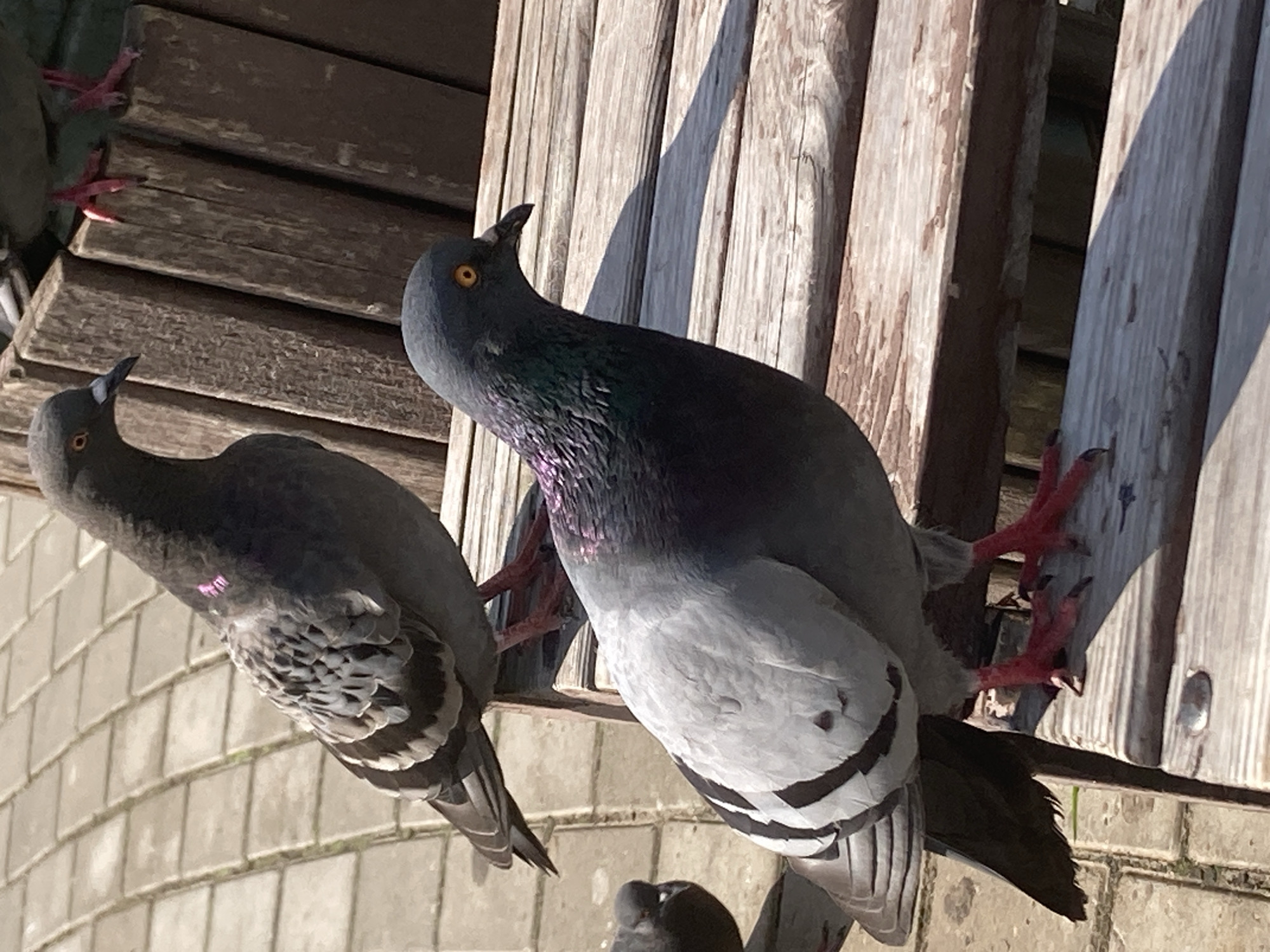 Lazy summer morning in a Russian park with pigeons and selfies