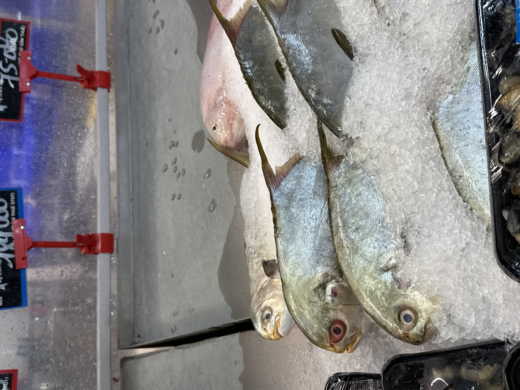 Fish market activity documented in Nha Trang Vietnam