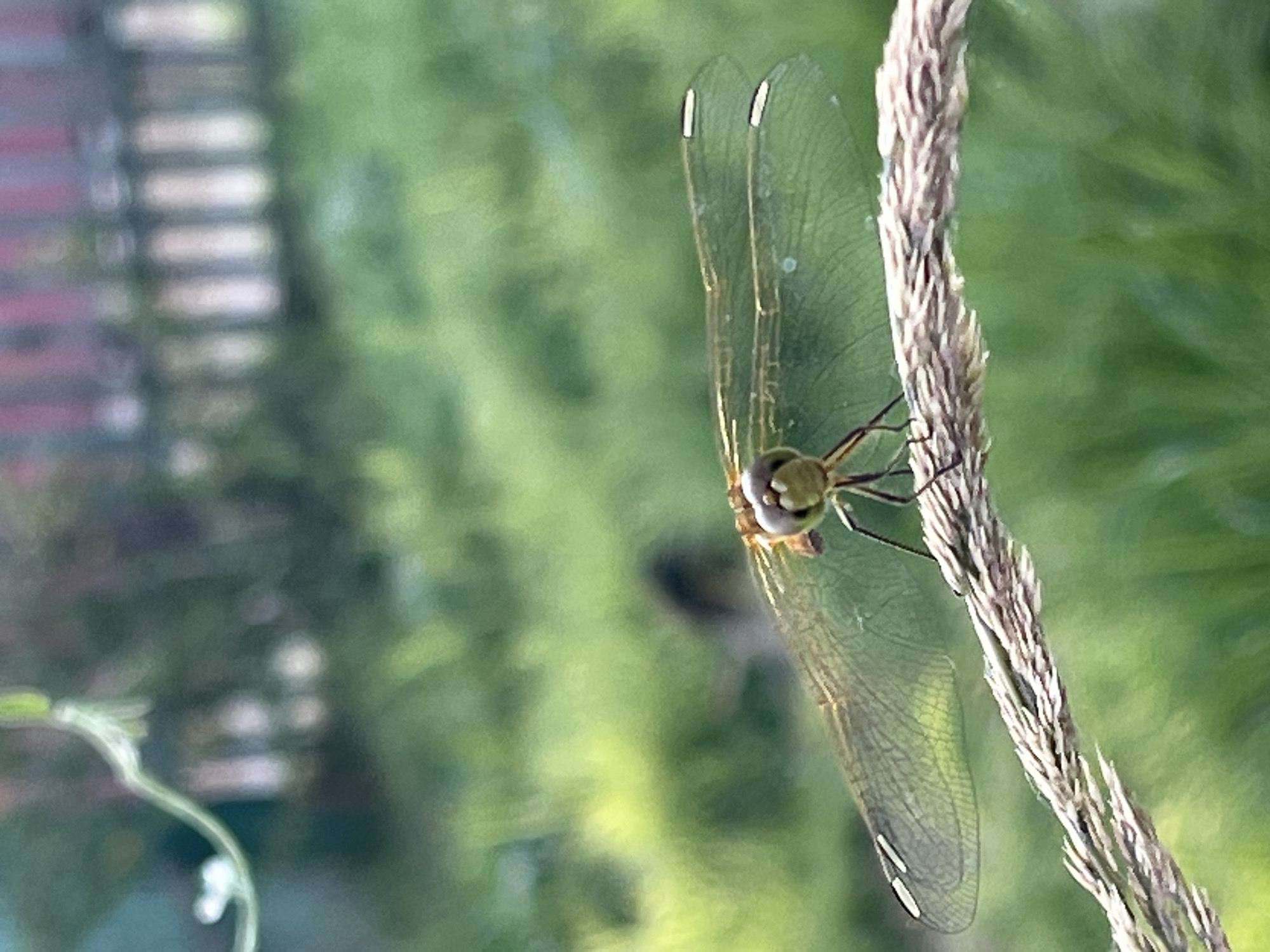 Backyard macro photography session in rural Russia