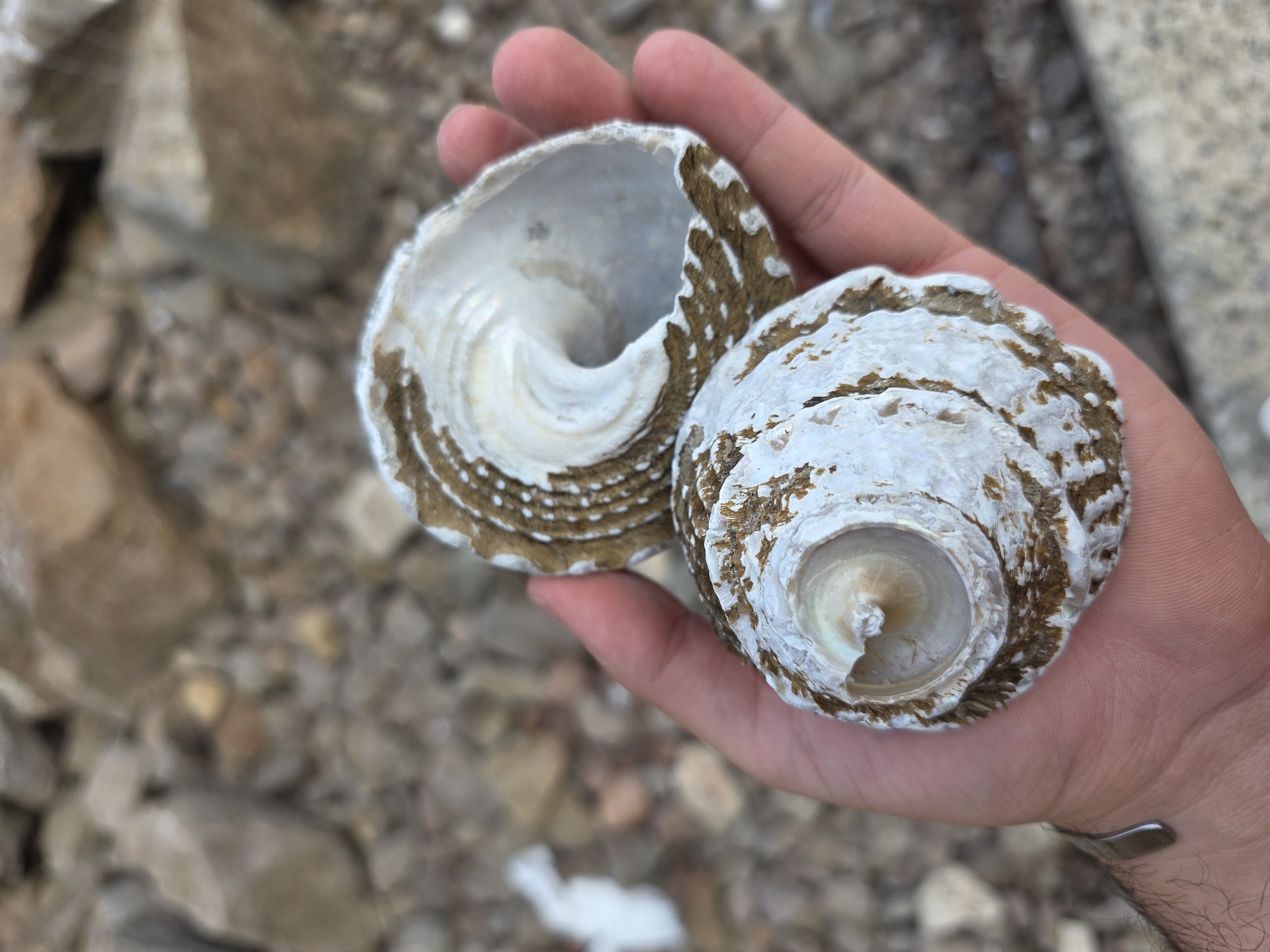 Coastal diving and marine life documented near Ensenada