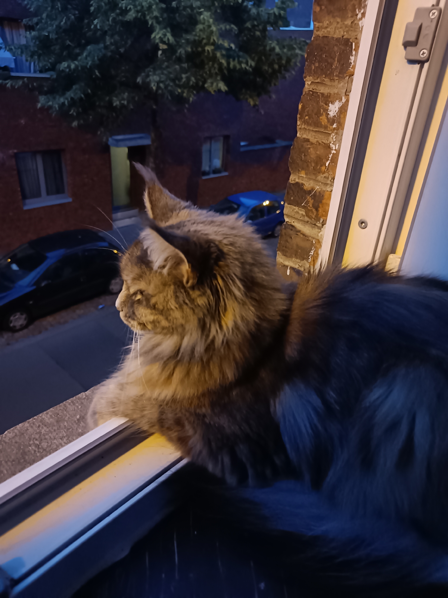 Cats on windowsills, parked cars, and a Leuven evening street