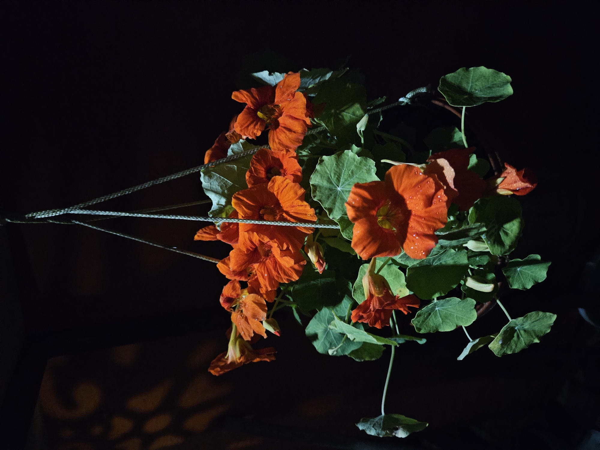 Orange blooms after rain: nasturtiums and marigolds in Kurovo