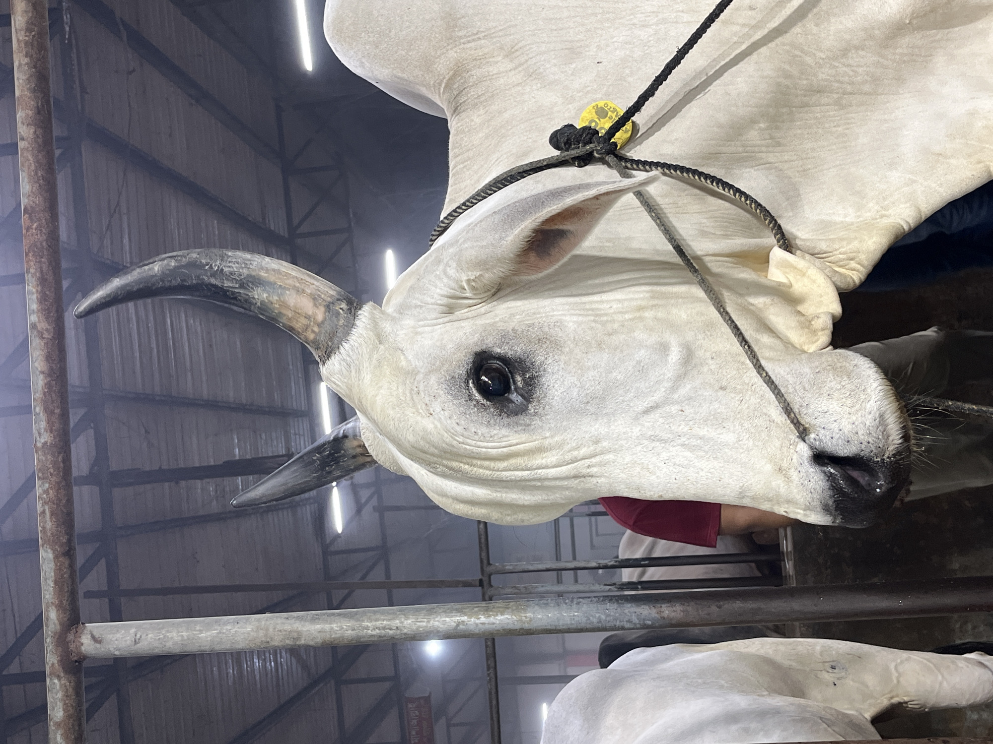 Cattle observed at livestock facility in Brahmanktta, Bangladesh