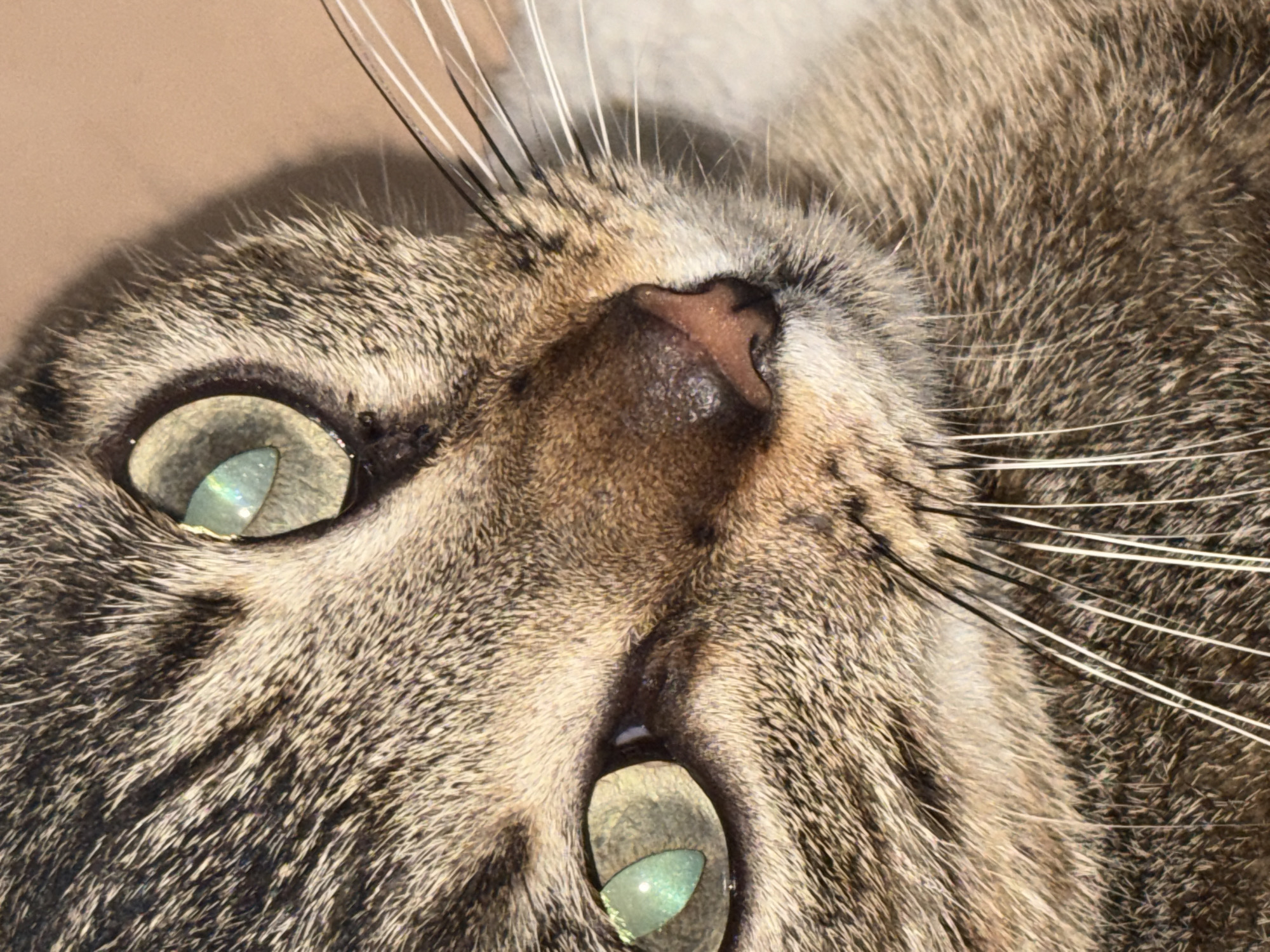 Late-night art session with pets documented in Ciudad Guayana