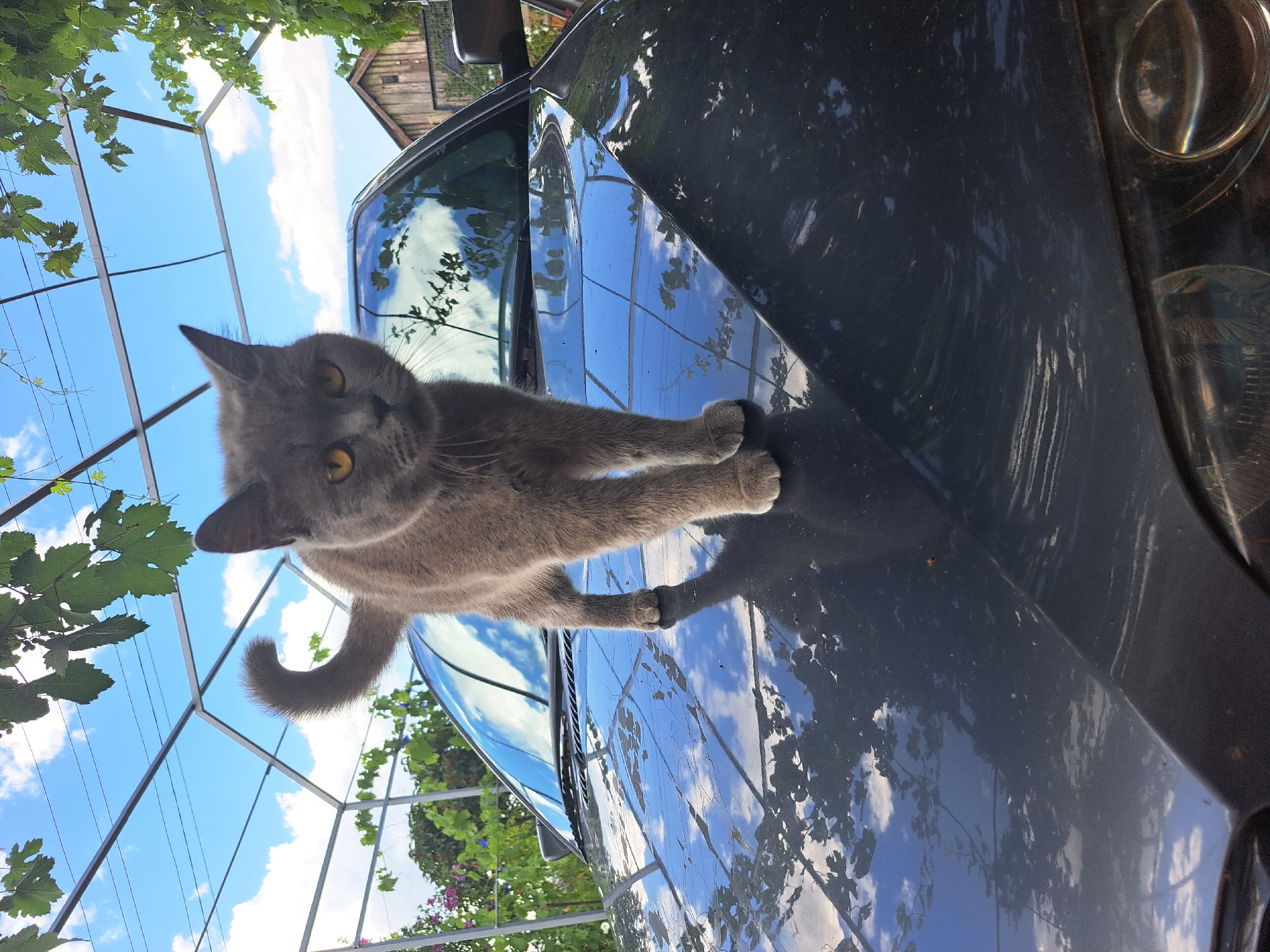 Sunny afternoon in rural Ukraine with a photogenic grey cat
