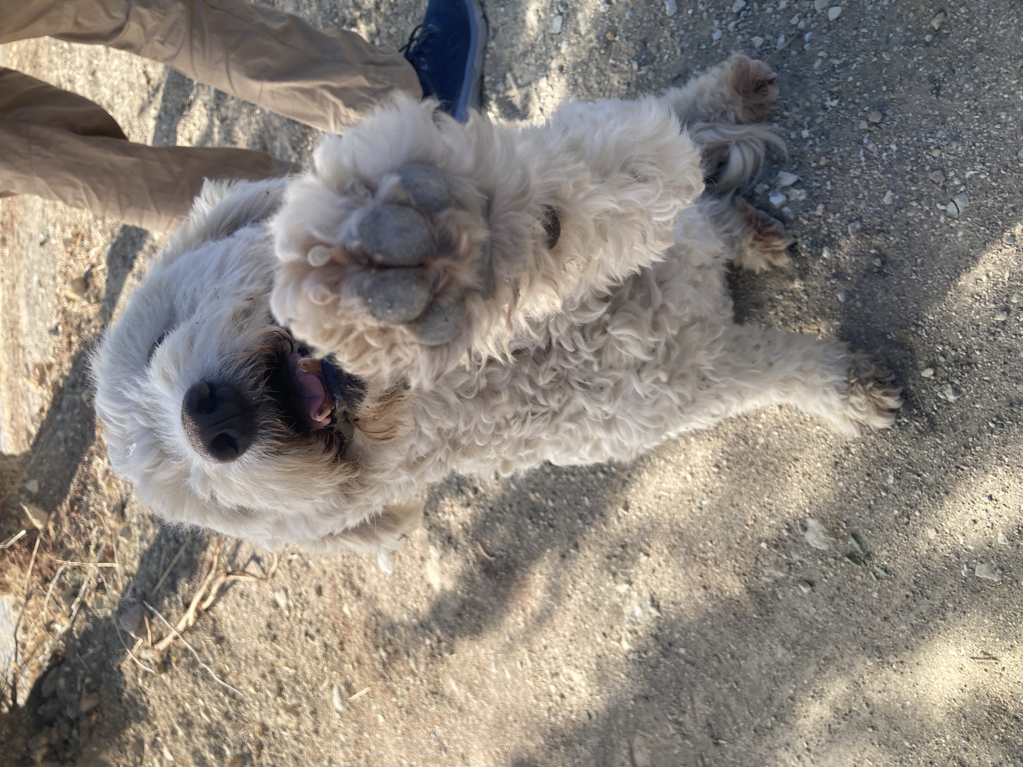 Morning dog walk on the dusty outskirts of Avanos, Turkey