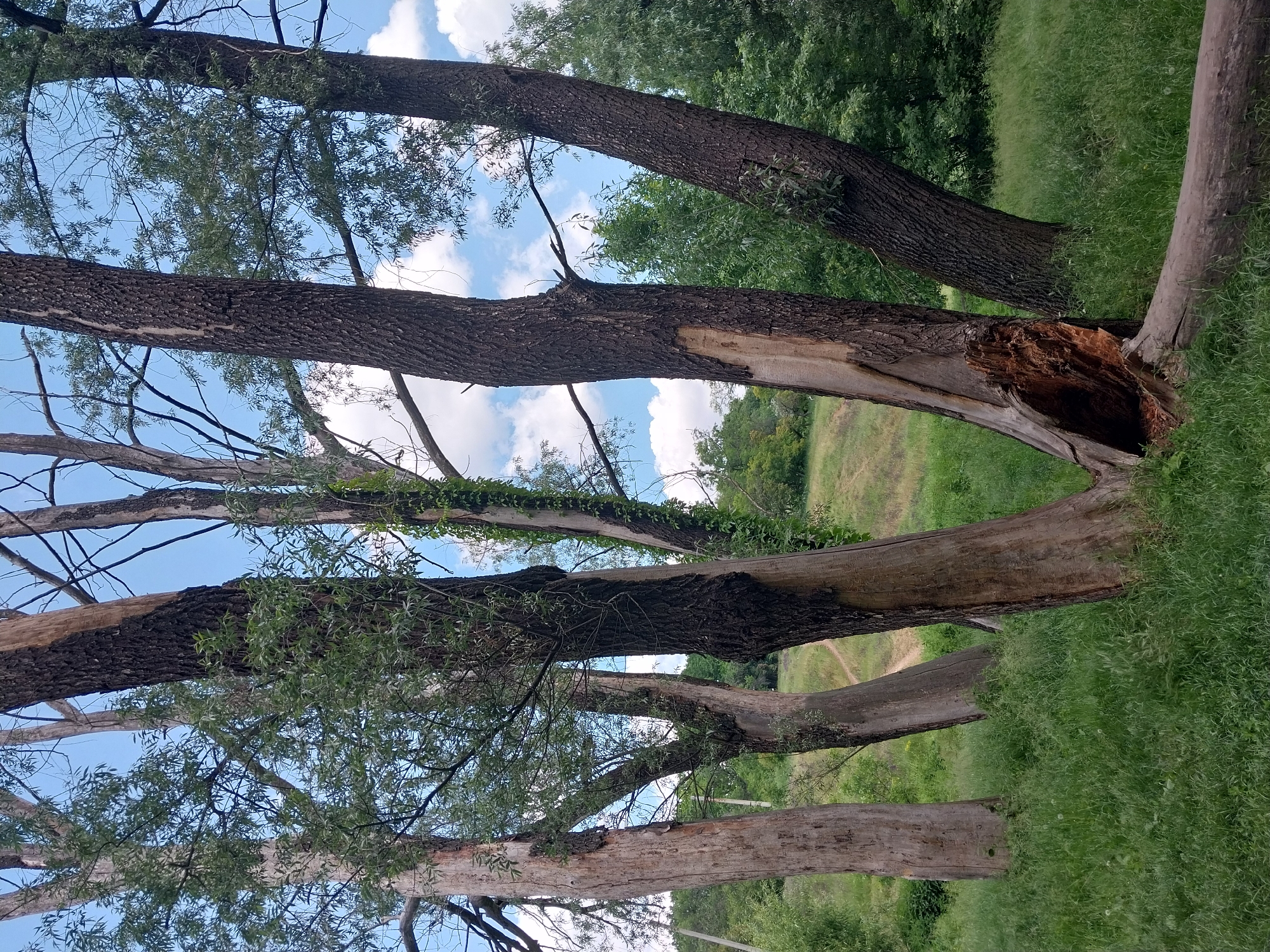 Spring wildflower meadows and nature paths documented in Dnipro
