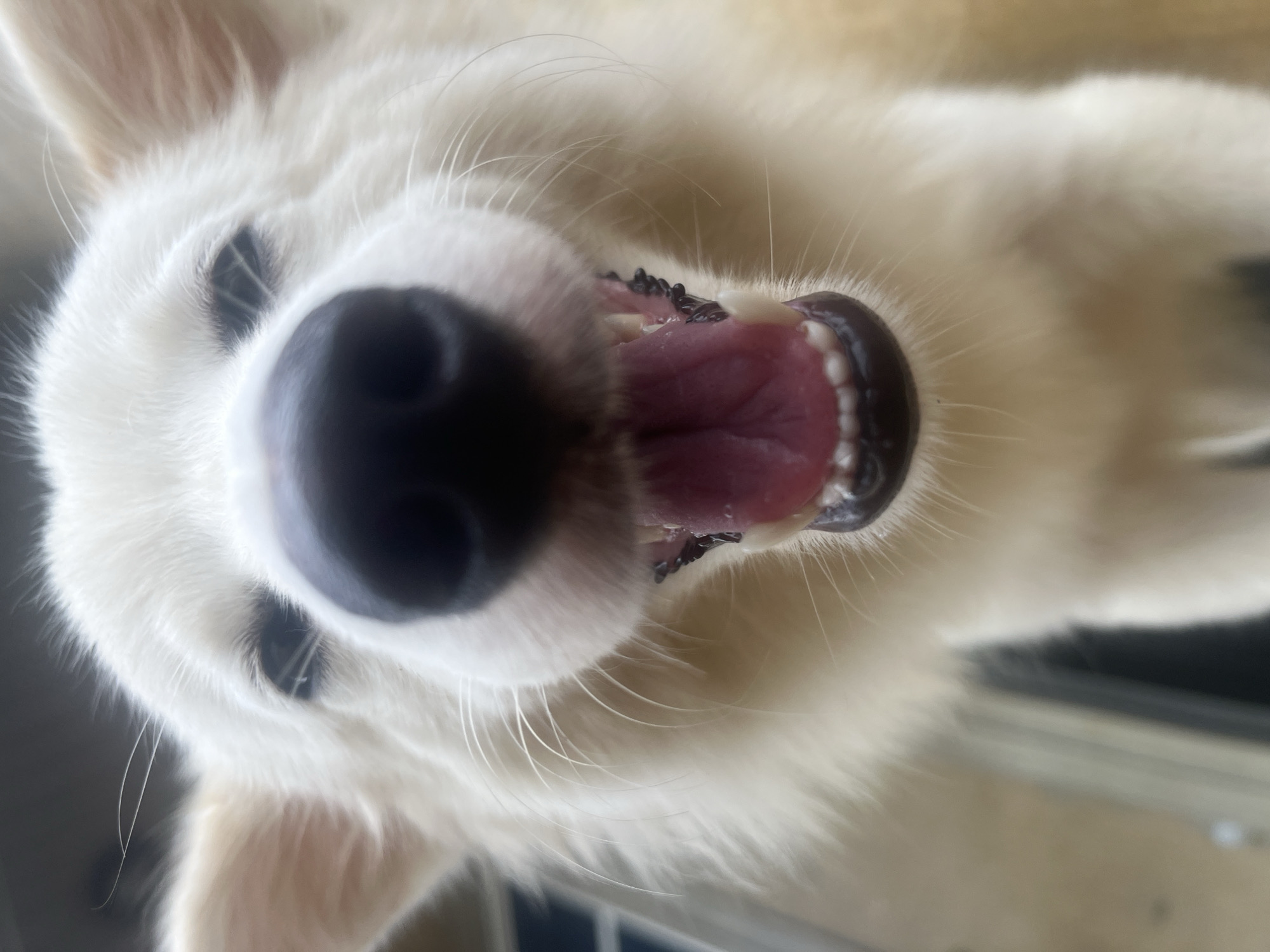 Person plays with white dog in Ikot Ekpene, Nigeria
