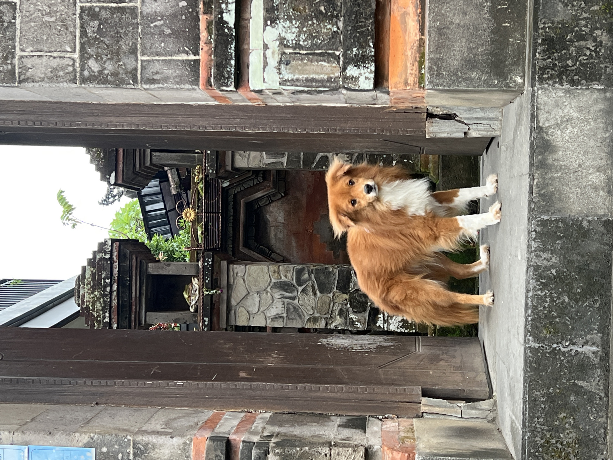 Morning street life documented in Ubud during rainfall