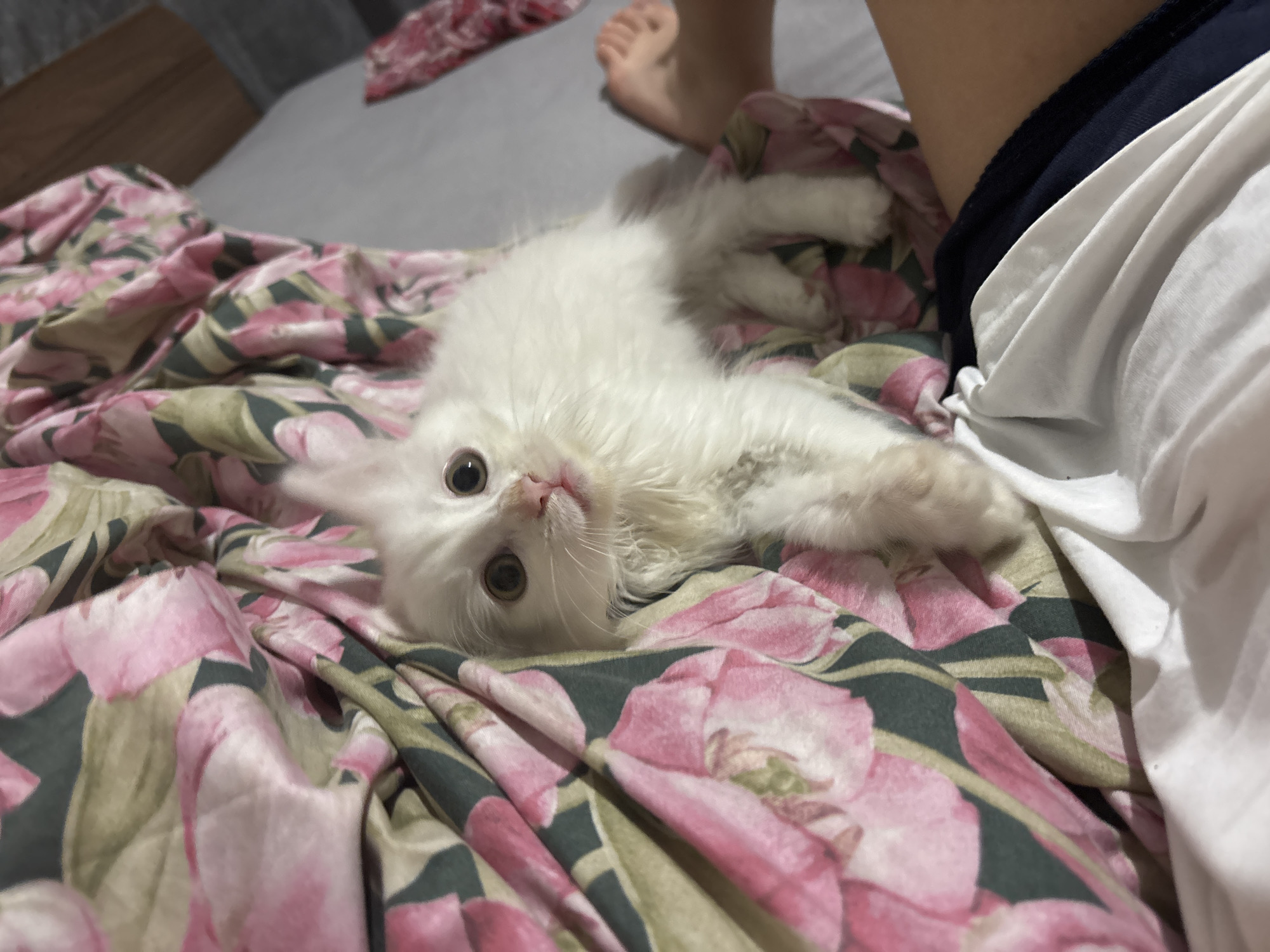 Quiet evening in Kyustendil: kitten, selfie, sports at the café