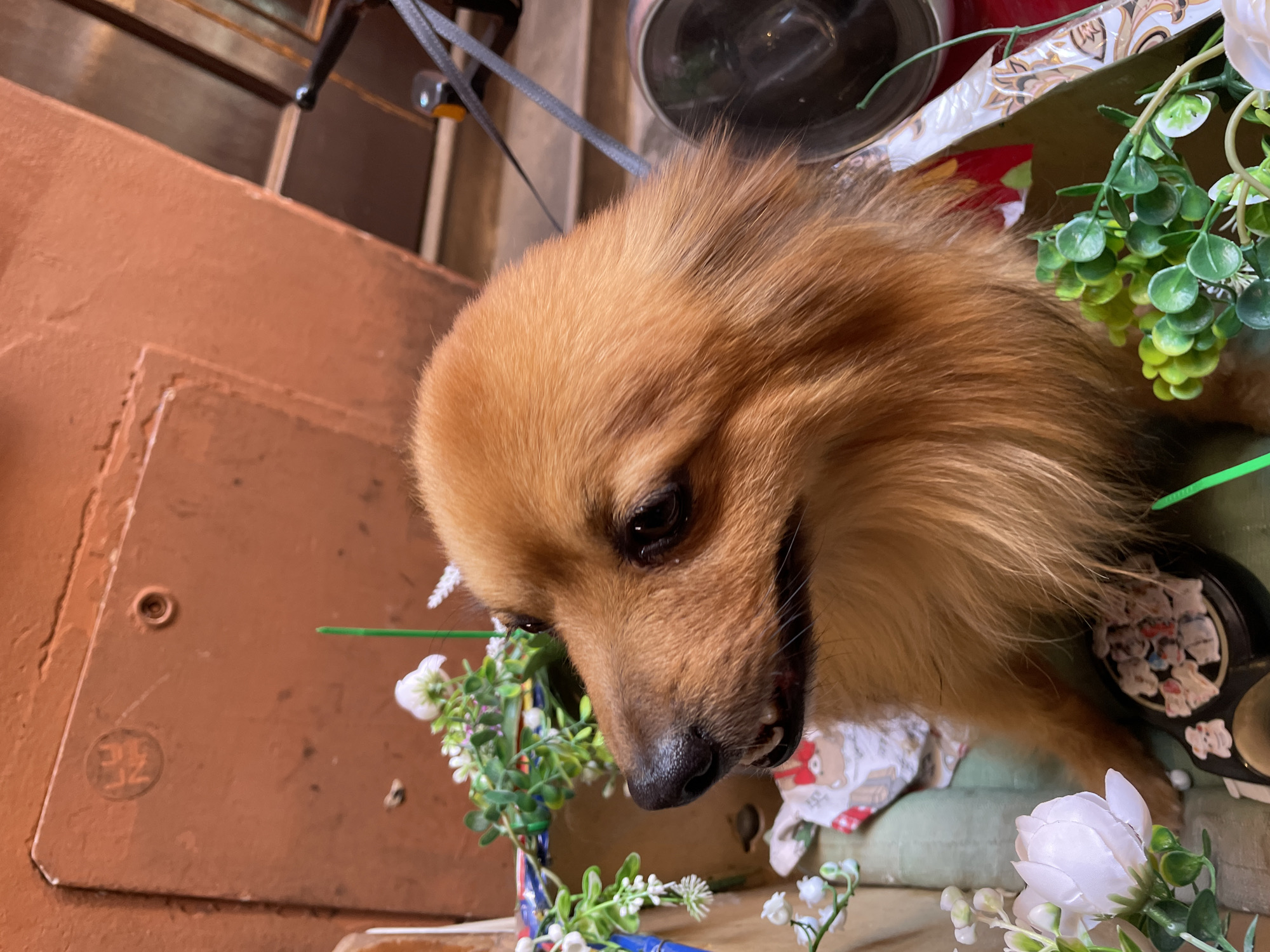 Dog sits in decorated motorcycle basket in Bologna