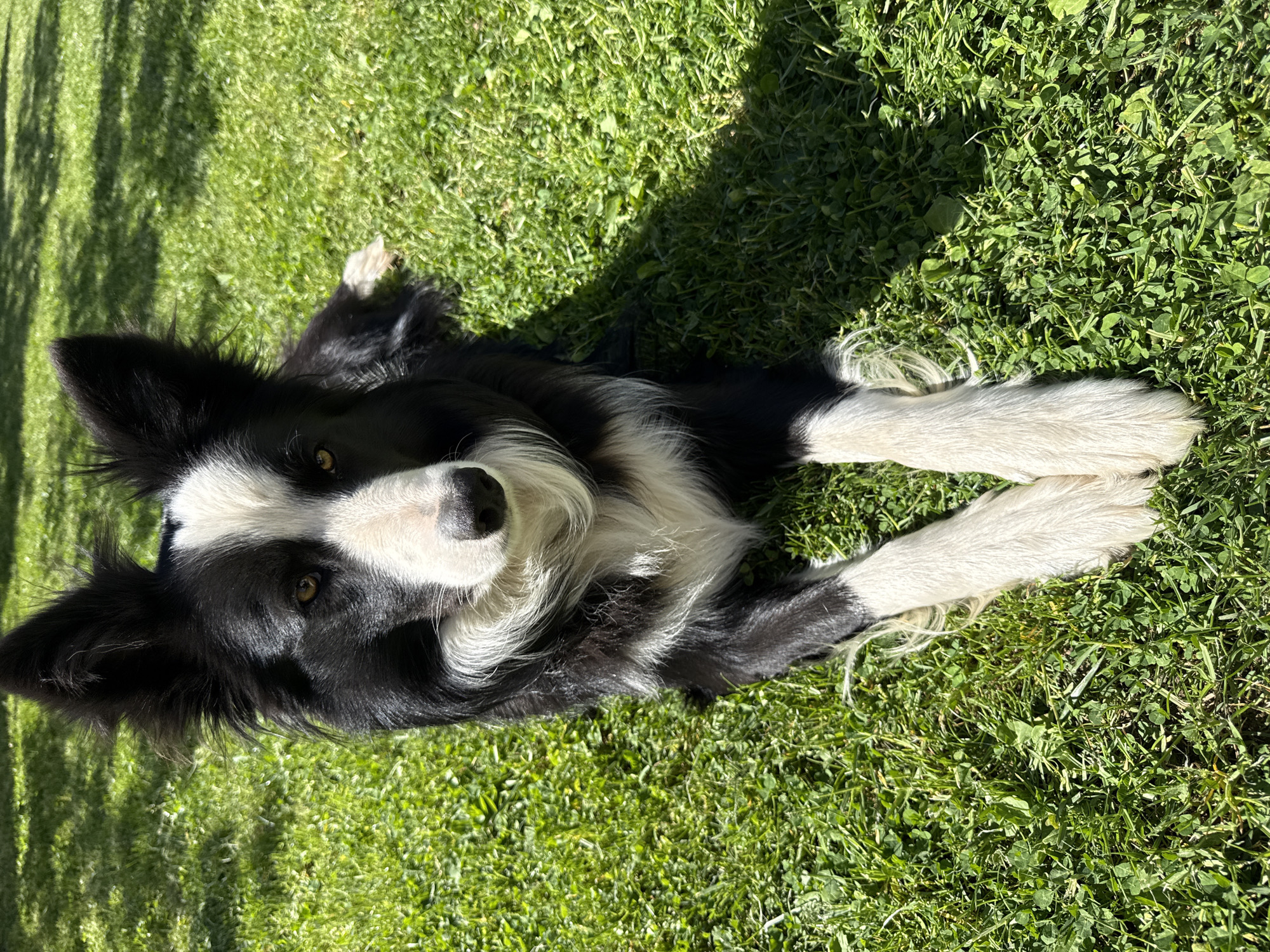 Pets enjoy afternoon rest in Berkovitsa, Bulgaria