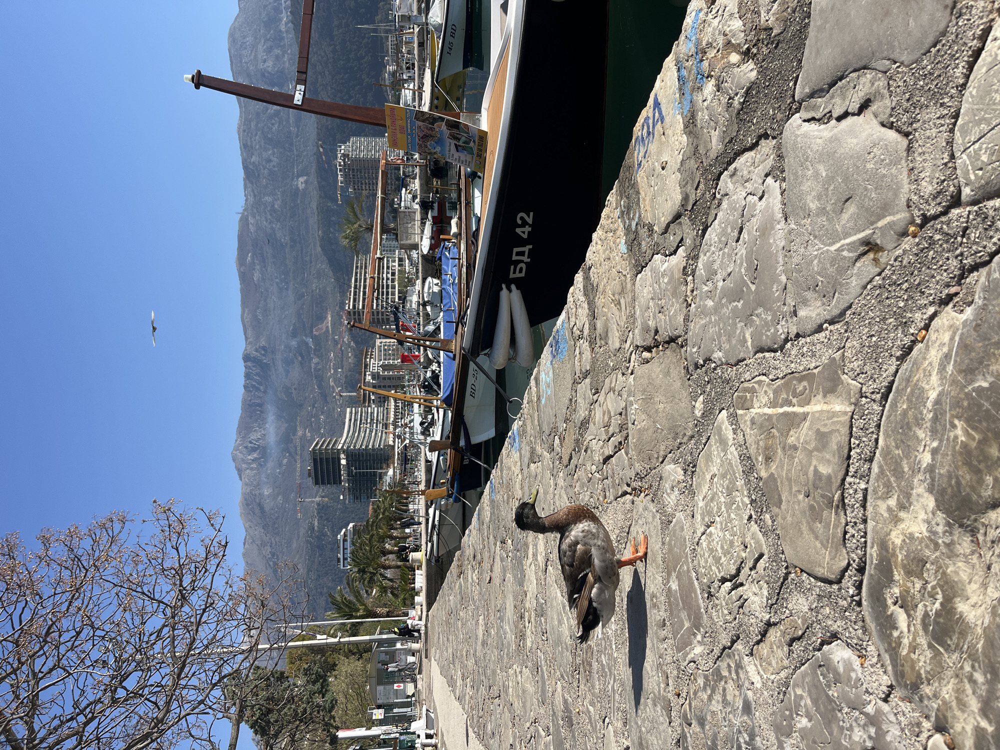 Morning scenes captured in Budva harbor district