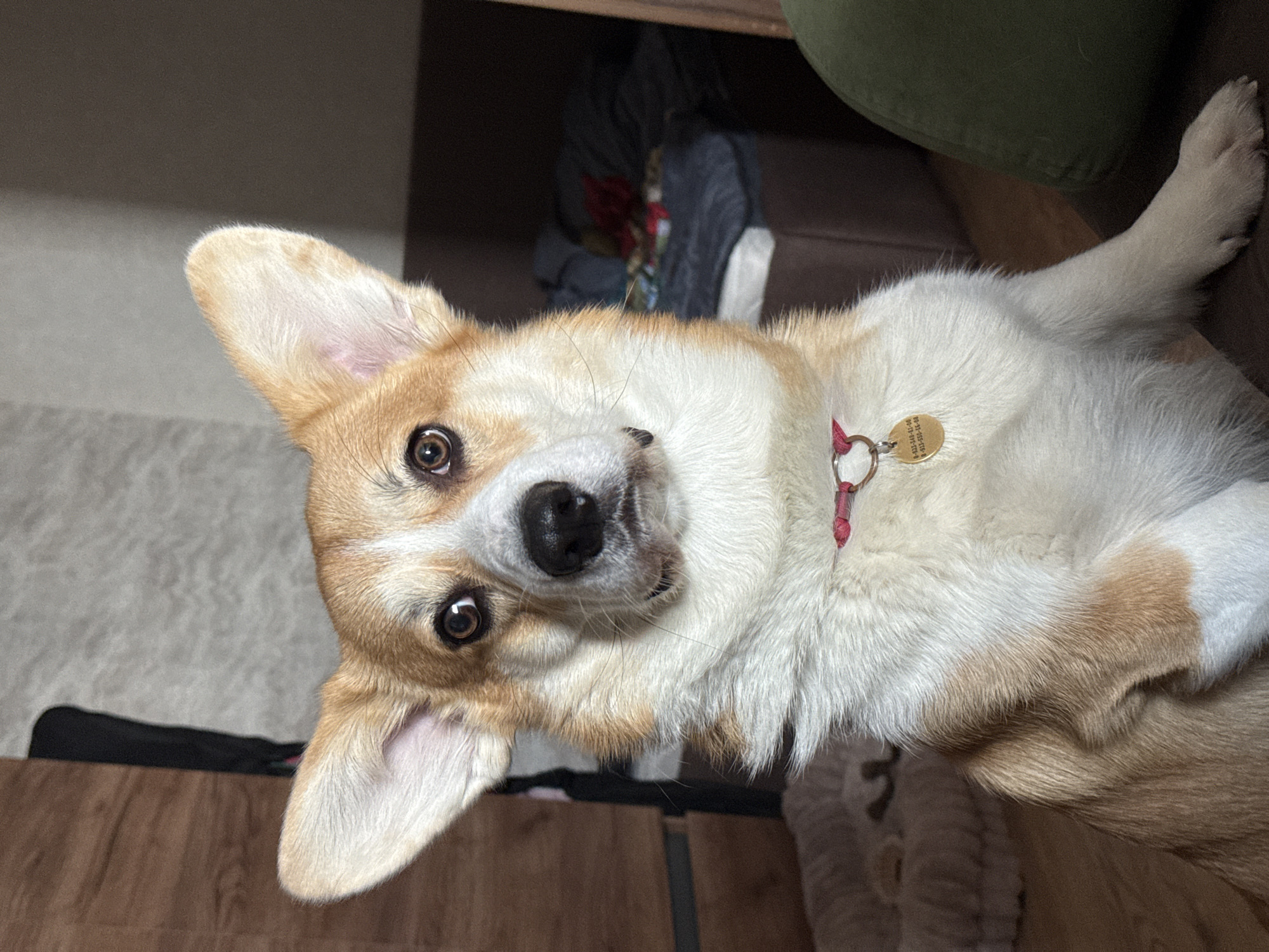 Pet corgi interacts with owner on sofa in Krasnoyarsk