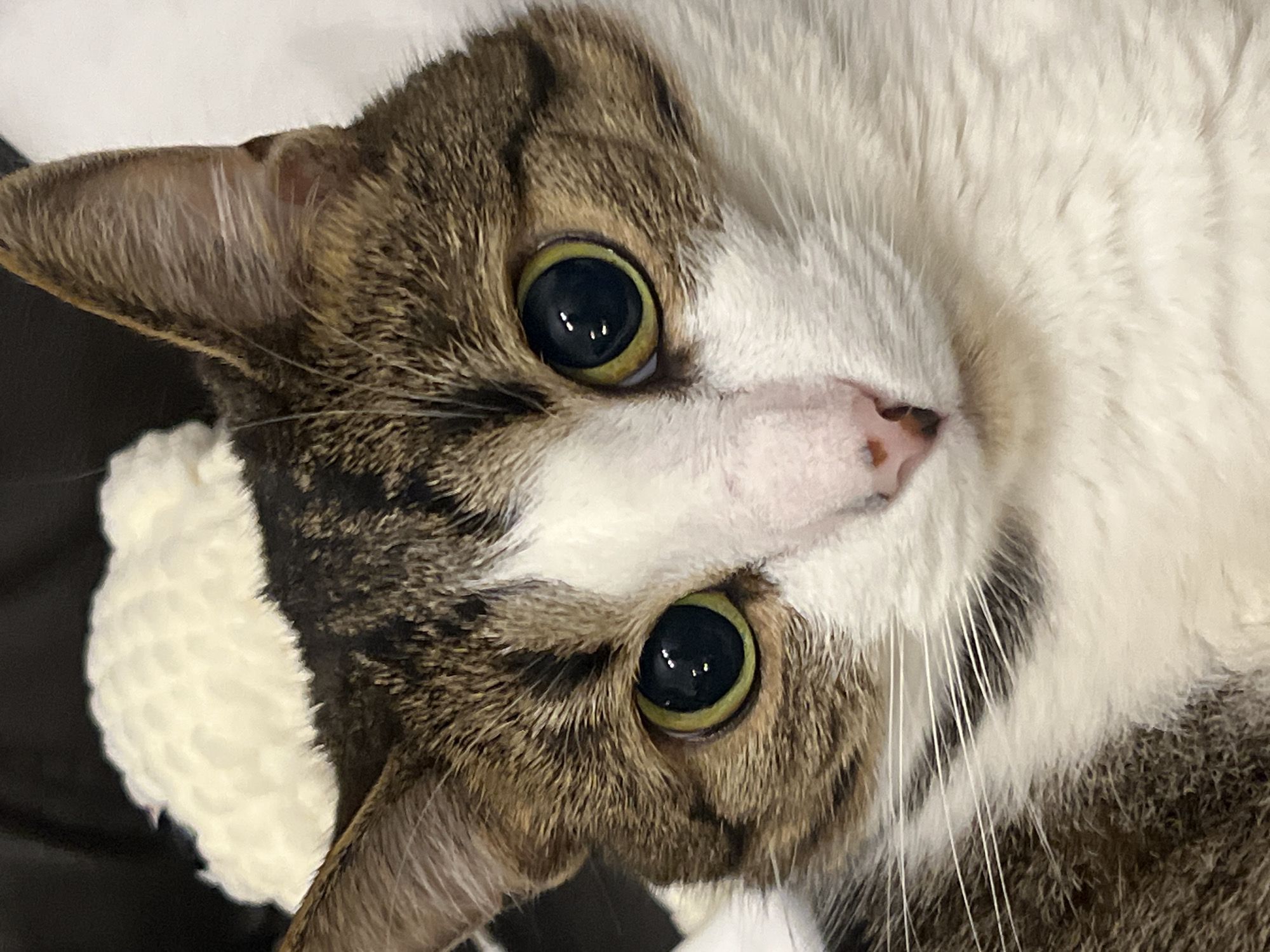 Moscow tabby cat photographed extensively indoors, one painting included