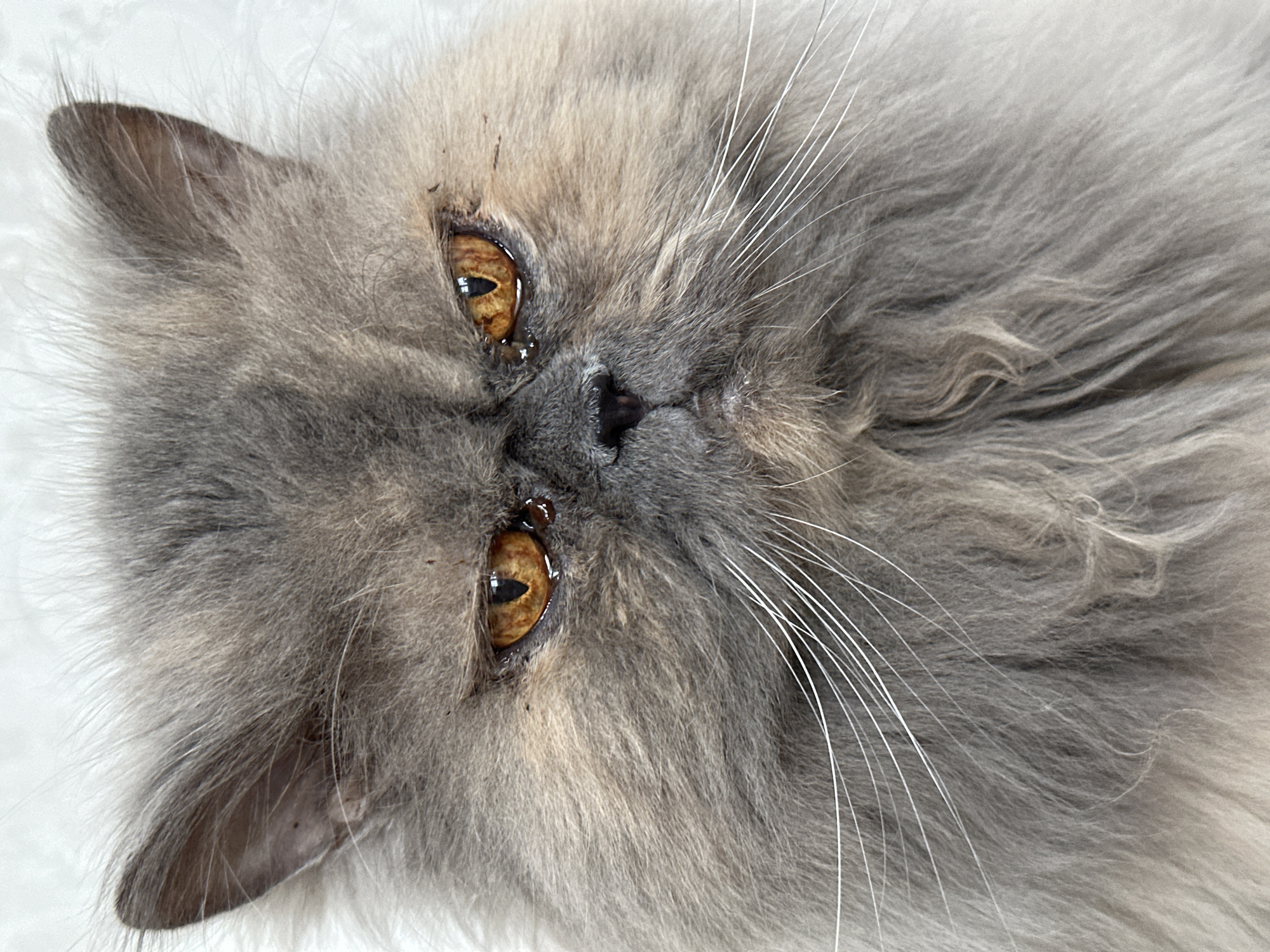 Quiet moments captured in Chaikovsky: Persian cat, resident, streetscape