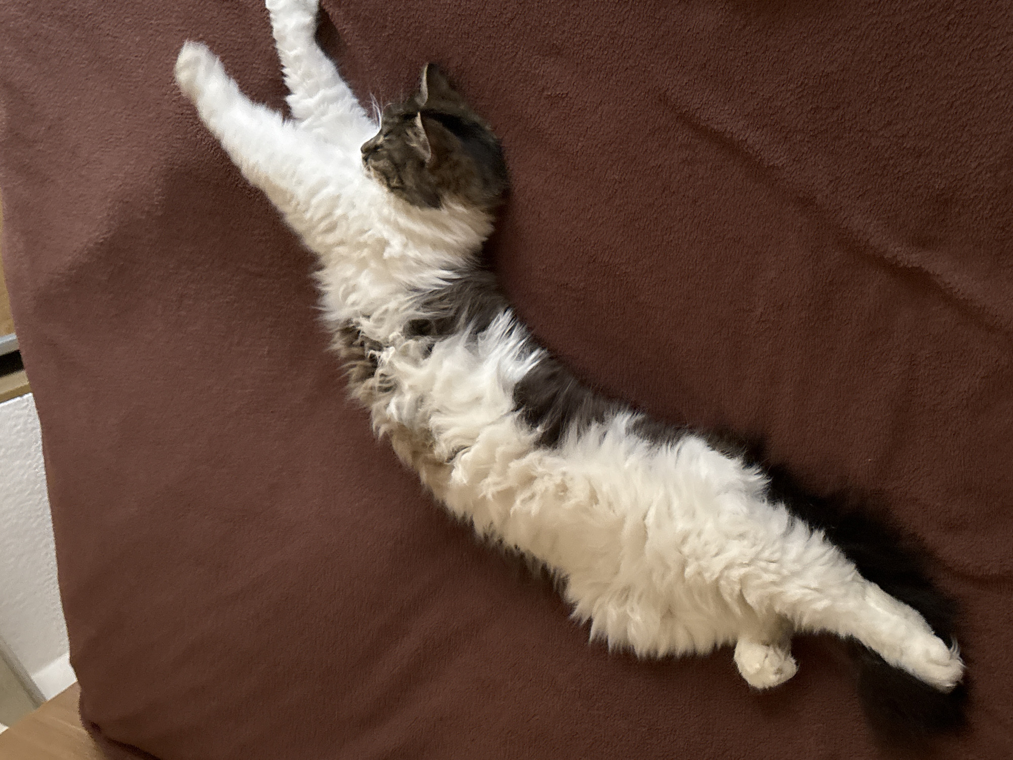 Cat relaxes on couch in Tuapse home