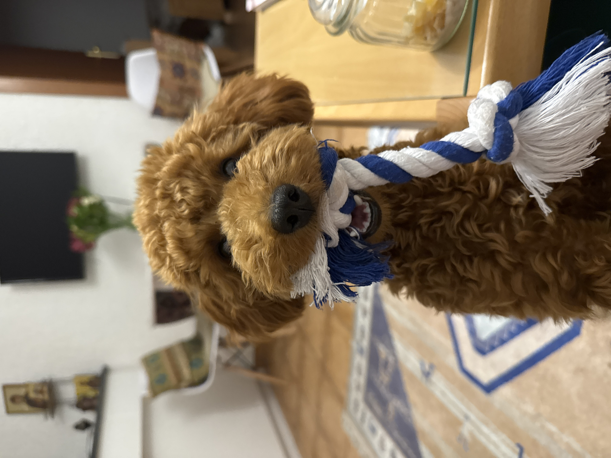 Brown poodle plays with rope toy in Montenegro home