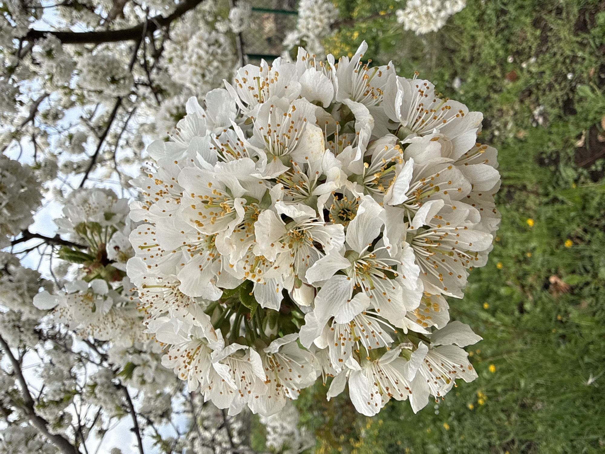 Spring blooms captured in Bankya, Bulgaria