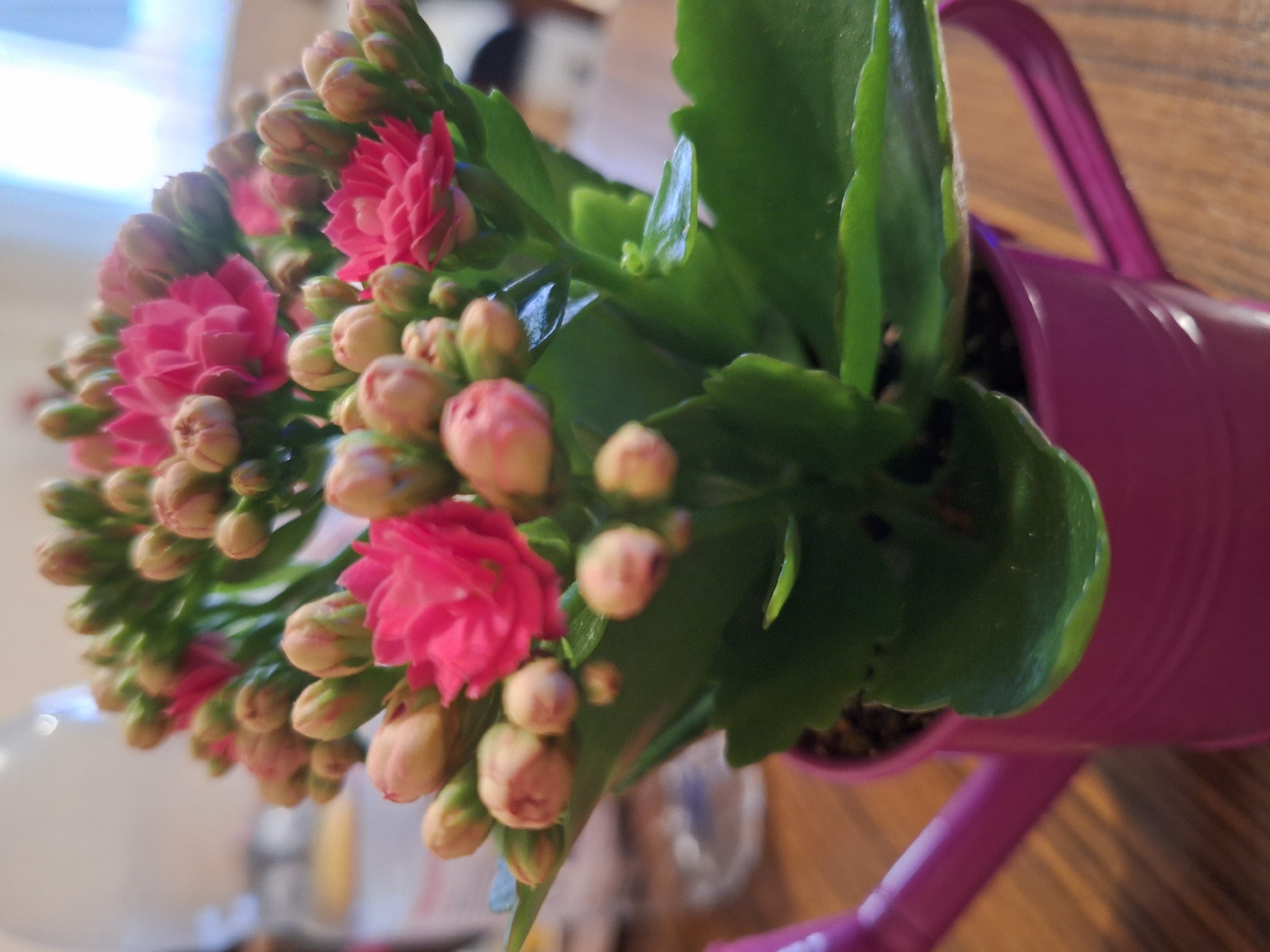 Pink flowering plant photographed in decorative watering can pot