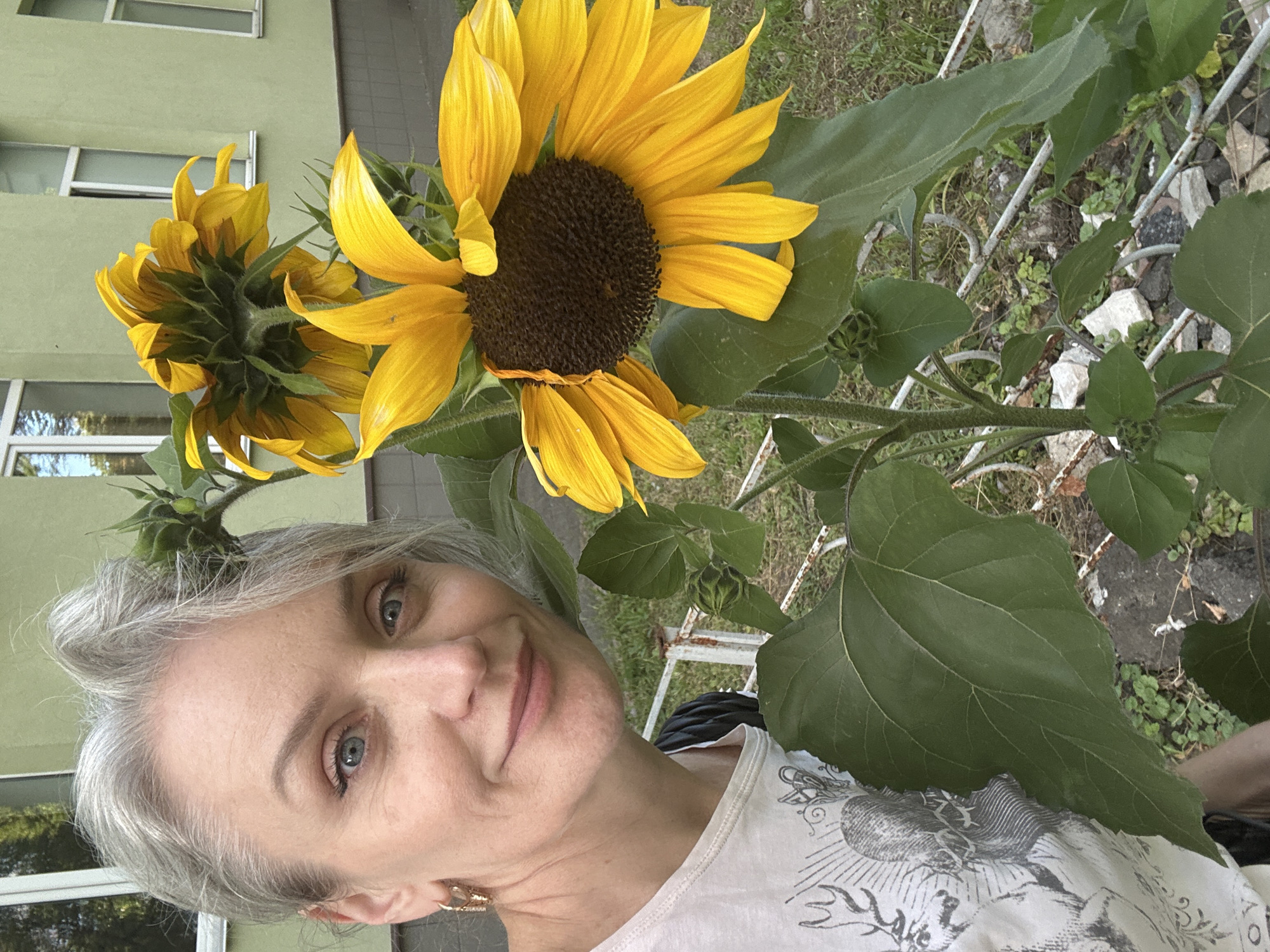 Sunflowers in full bloom outside a Kyiv building