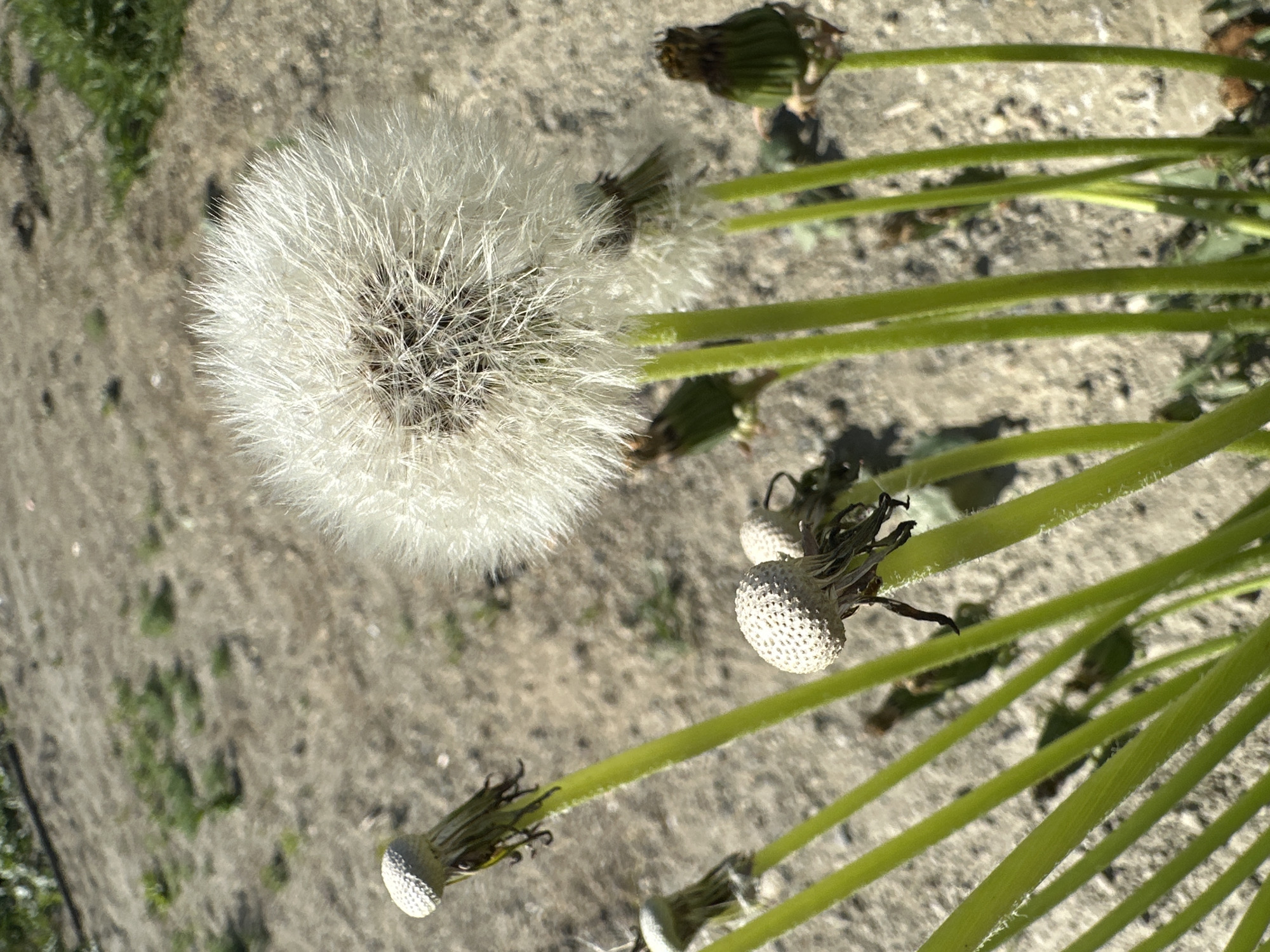 Dawn moments: dandelions and cat captured by witnesses