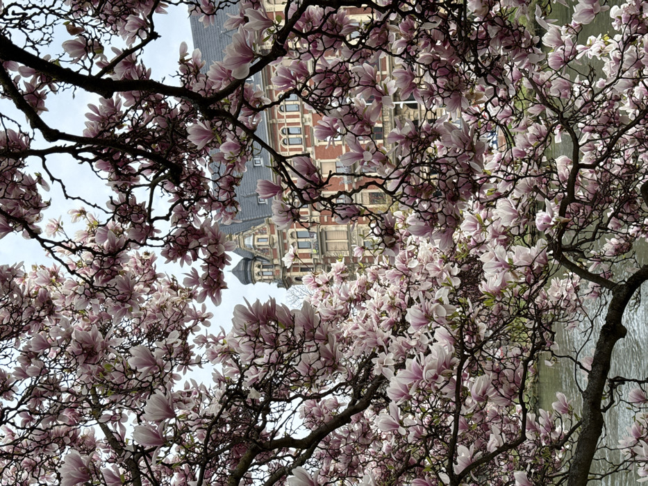 Spring blooms documented across Strasbourg parks and historic districts
