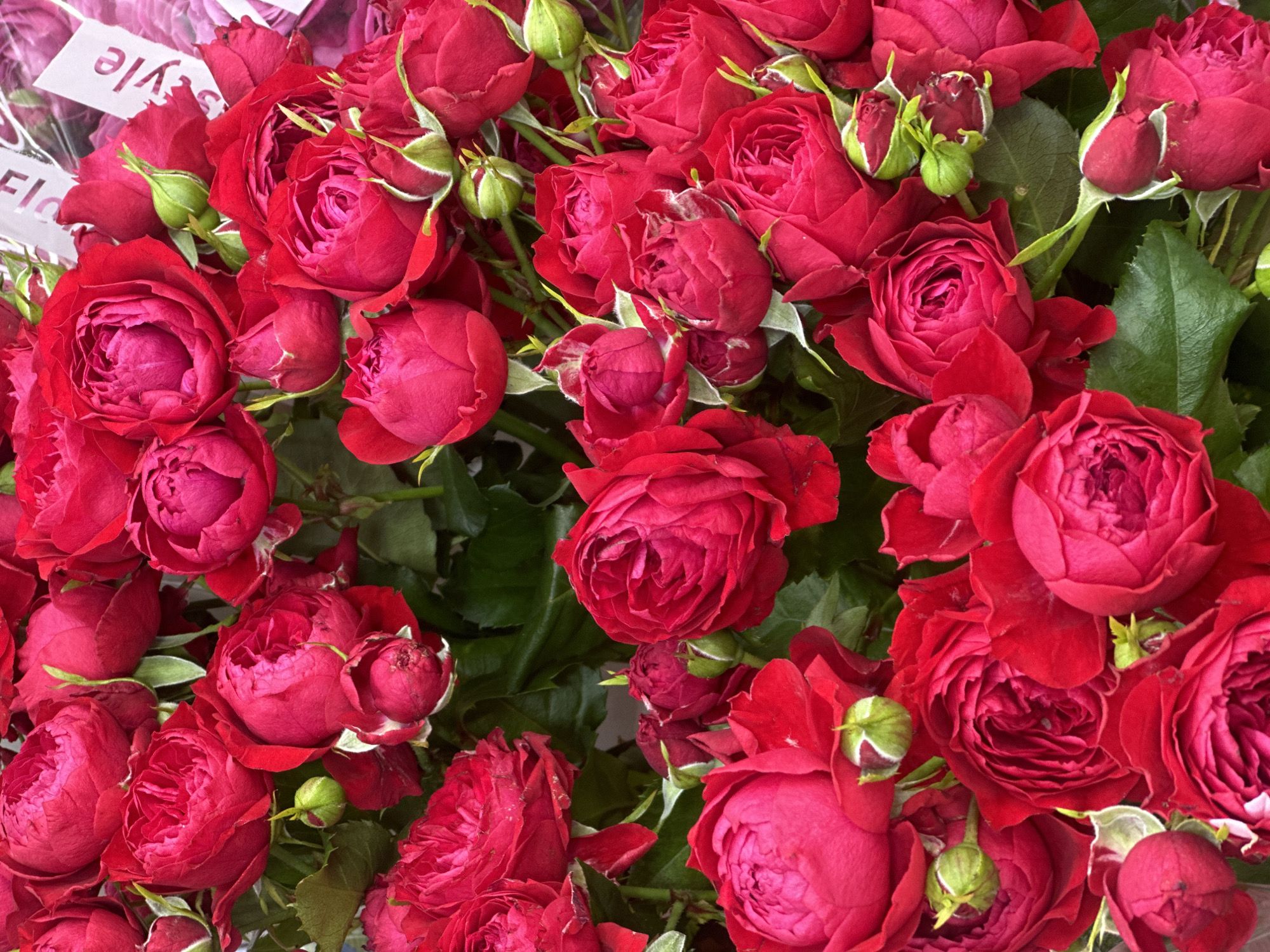 Woman displays multiple flower bouquets in evening Surgut scene