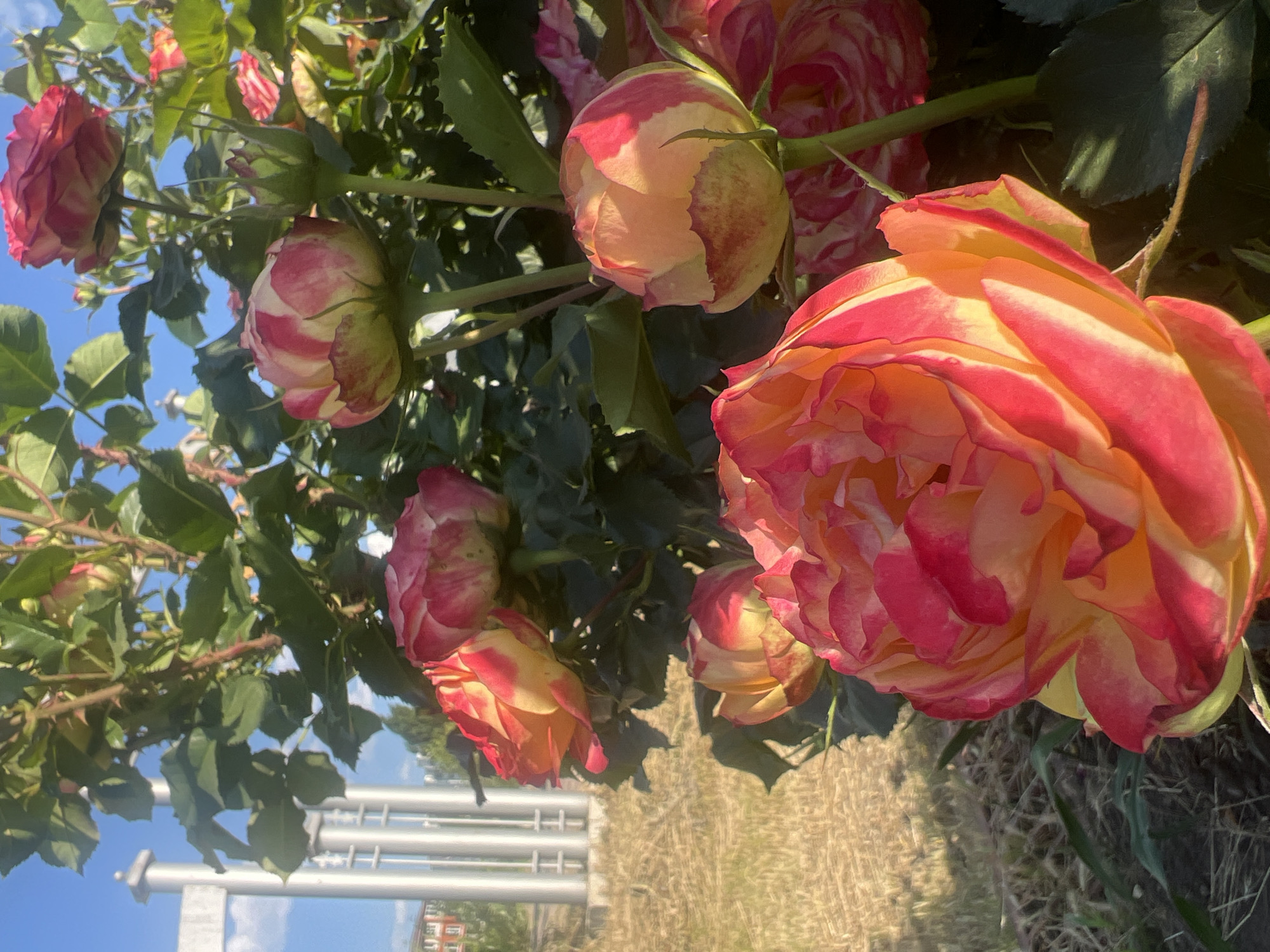 Roses and riverside scenery in Rybnitsa, Moldova