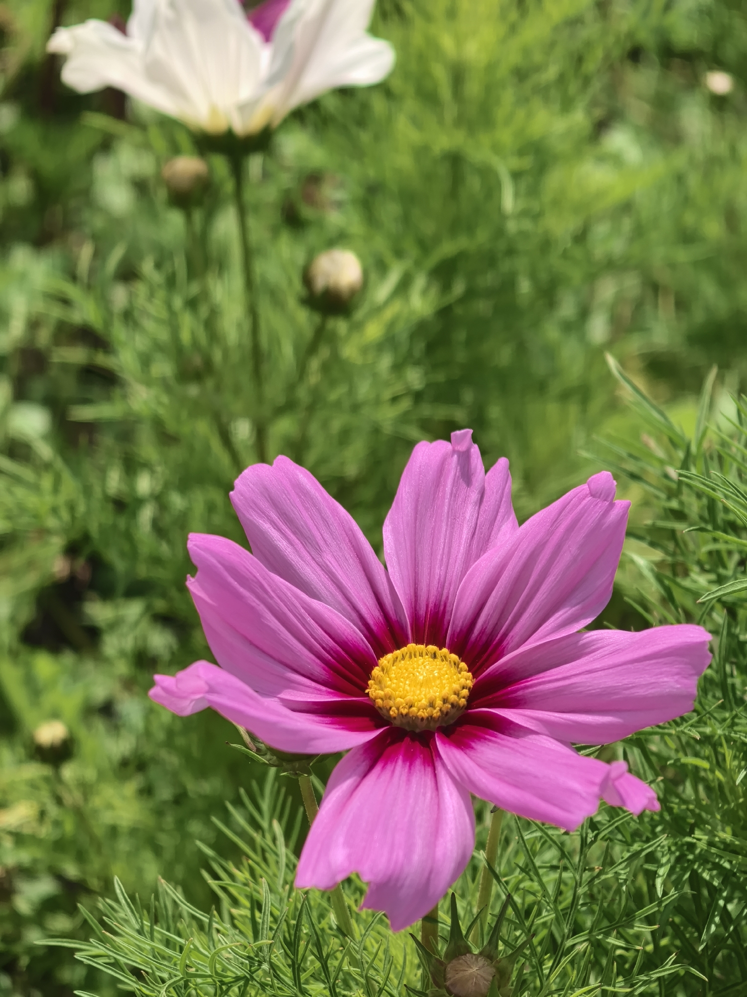 Morning stroll through Perm's monuments and blooming gardens